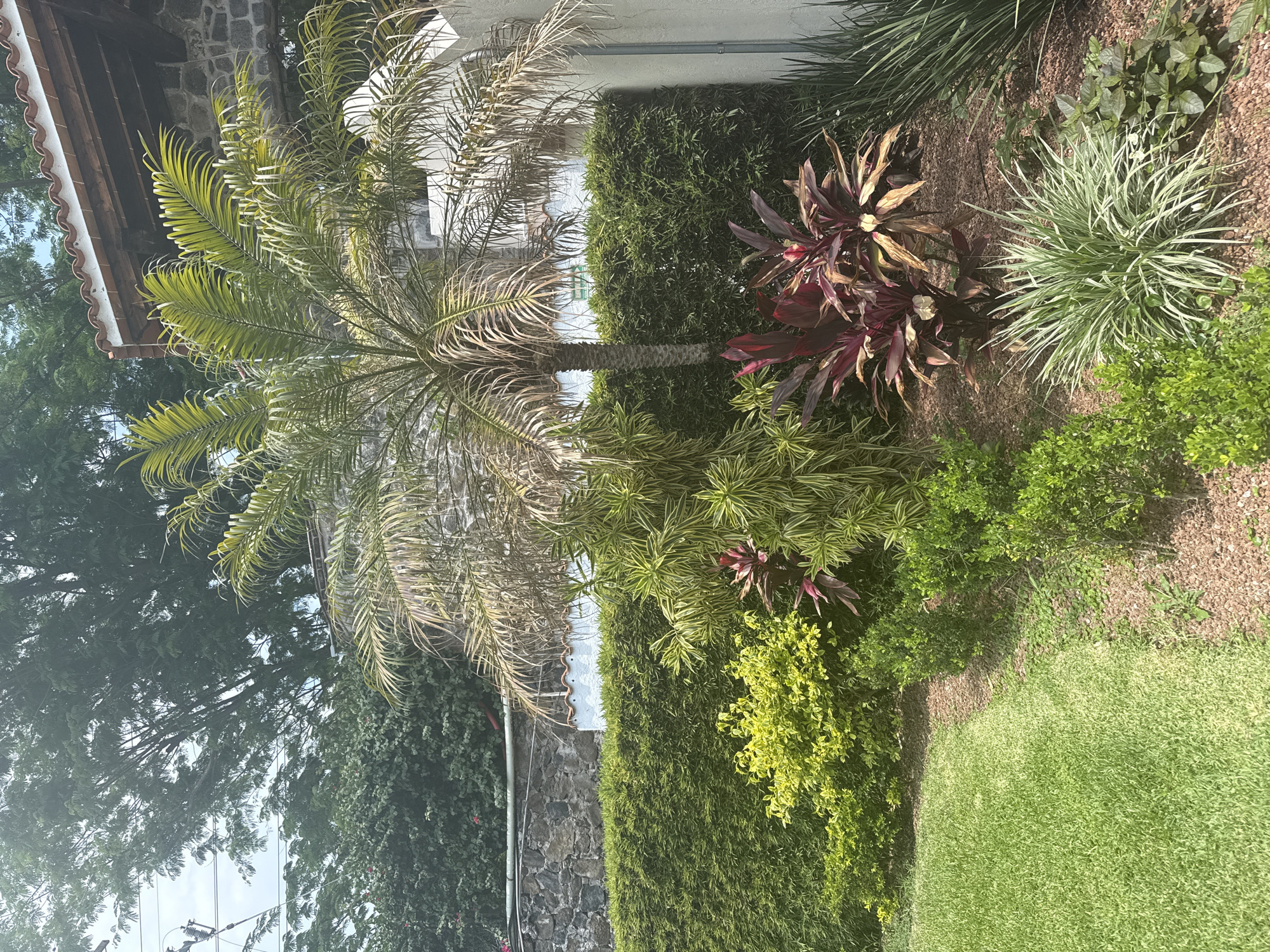 The image depicts a garden scene in Tres de Mayo, Mexico. The garden features a palm tree in the center-left, with some fronds appearing dried or discolored. Adjacent to the palm is a neatly trimmed hedge. In front of the hedge is a garden bed with various plants, including cordyline plants (some with reddish-purple leaves), ornamental grasses, and other greenery. The groundcover appears to be mulch or small gravel. In the lower right, there is a patch of green lawn. In the background, a building with a red-tiled roof and stone wall is visible, partially obscured by trees. The scene is bathed in sunlight, casting shadows on the plants and lawn. Power lines can be seen among the trees in the distance.