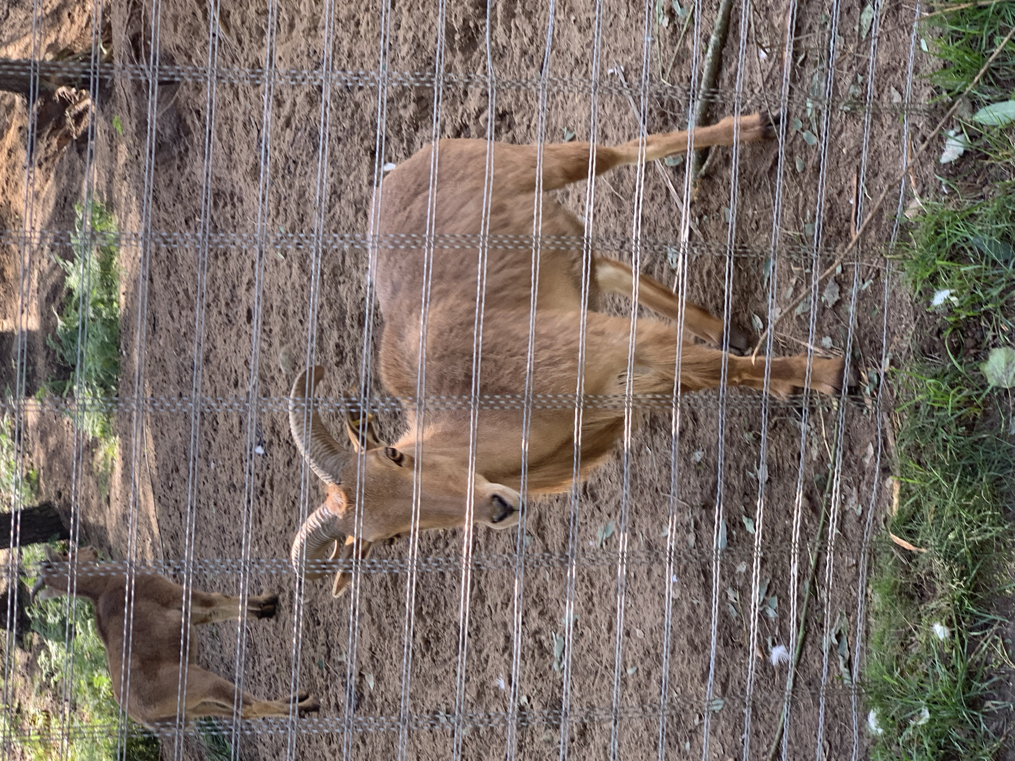 The image depicts an outdoor enclosure with a wire fence in the foreground. Two Barbary sheep are visible within the enclosure. The sheep in the foreground is facing the camera and is positioned in the center-right of the frame. It has reddish-brown fur, curved horns, and appears to be a medium-sized animal. The second sheep is further in the background, to the left, and is facing away from the camera. The ground within the enclosure is sandy or dirt-like, with some scattered leaves and grass. The background shows trees and vegetation. There is no indication of the specific location within Baranavichy, Belarus, in this image.