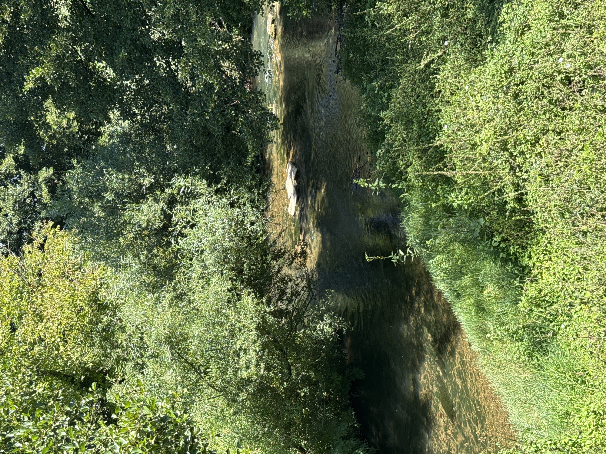 A serene natural scene unfolds with a clear, shallow river flowing gently through lush greenery. The riverbed is visible beneath the water's surface, with rocks scattered in its path. Overhanging trees cast dappled shadows, creating a picturesque contrast with the sunlit banks. The vegetation on either side of the river is dense and vibrant, with tall grass and smaller leafy plants. The overall atmosphere is peaceful and untouched, suggesting a tranquil natural setting. The location is identified as being in the city of Petrevene, Bulgaria, a region known for its natural beauty. There are no people or animals visible in the image, focusing solely on the natural landscape.
