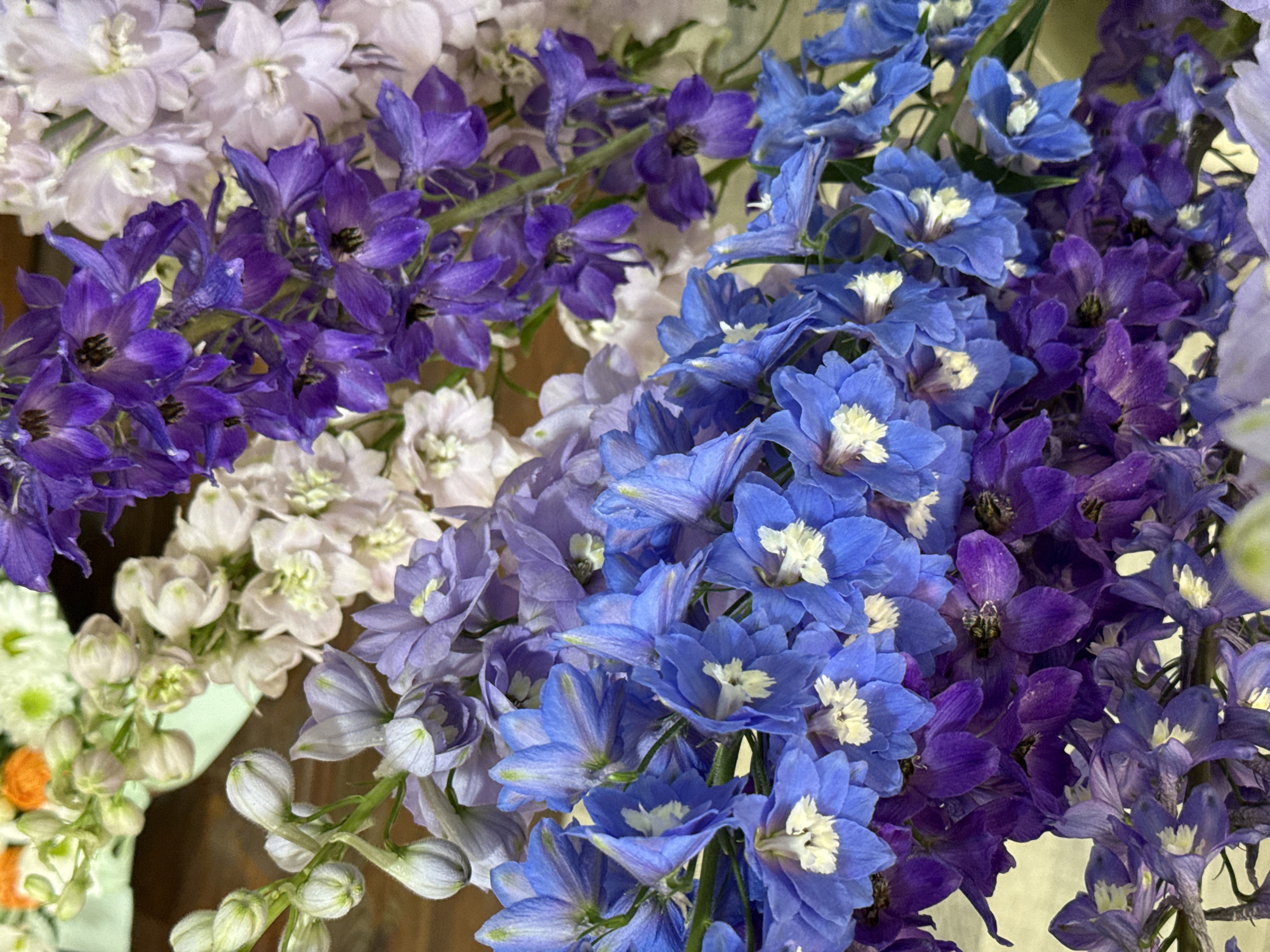 The image displays a close-up view of a floral arrangement featuring several varieties of delphiniums in shades of blue, purple, and white. The flowers are densely packed together, with tall spires of blossoms forming the dominant visual element. Some buds are visible amongst the open flowers. The background is indistinct, appearing to be a wooden surface and possibly some greenery, suggesting an indoor setting, perhaps a florist shop or a home. The lighting is soft, highlighting the textures and colors of the petals. There are no people or animals visible in the image.