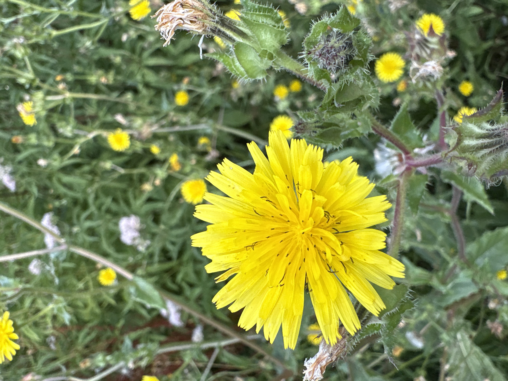 This is a close-up, vertical, outdoor photograph of a bright yellow dandelion-like flower in full bloom. The flower is the dominant subject, positioned in the lower left quadrant and extending across much of the frame. Its petals are numerous and slender, radiating outwards from a central disk. The flower is surrounded by a profusion of green foliage and other smaller yellow wildflowers. In the background, the scene is softly blurred, suggesting a natural setting. Towards the right of the main flower, there is a developing seed head or bud, covered in fuzzy green bracts, and a dried, withered flower head. The overall impression is one of a vibrant, natural landscape, likely in a park or garden area within the city of Chelmsford, United Kingdom. The lighting appears to be natural daylight, highlighting the bright yellow of the flower. There are no people or animals visible in the image.