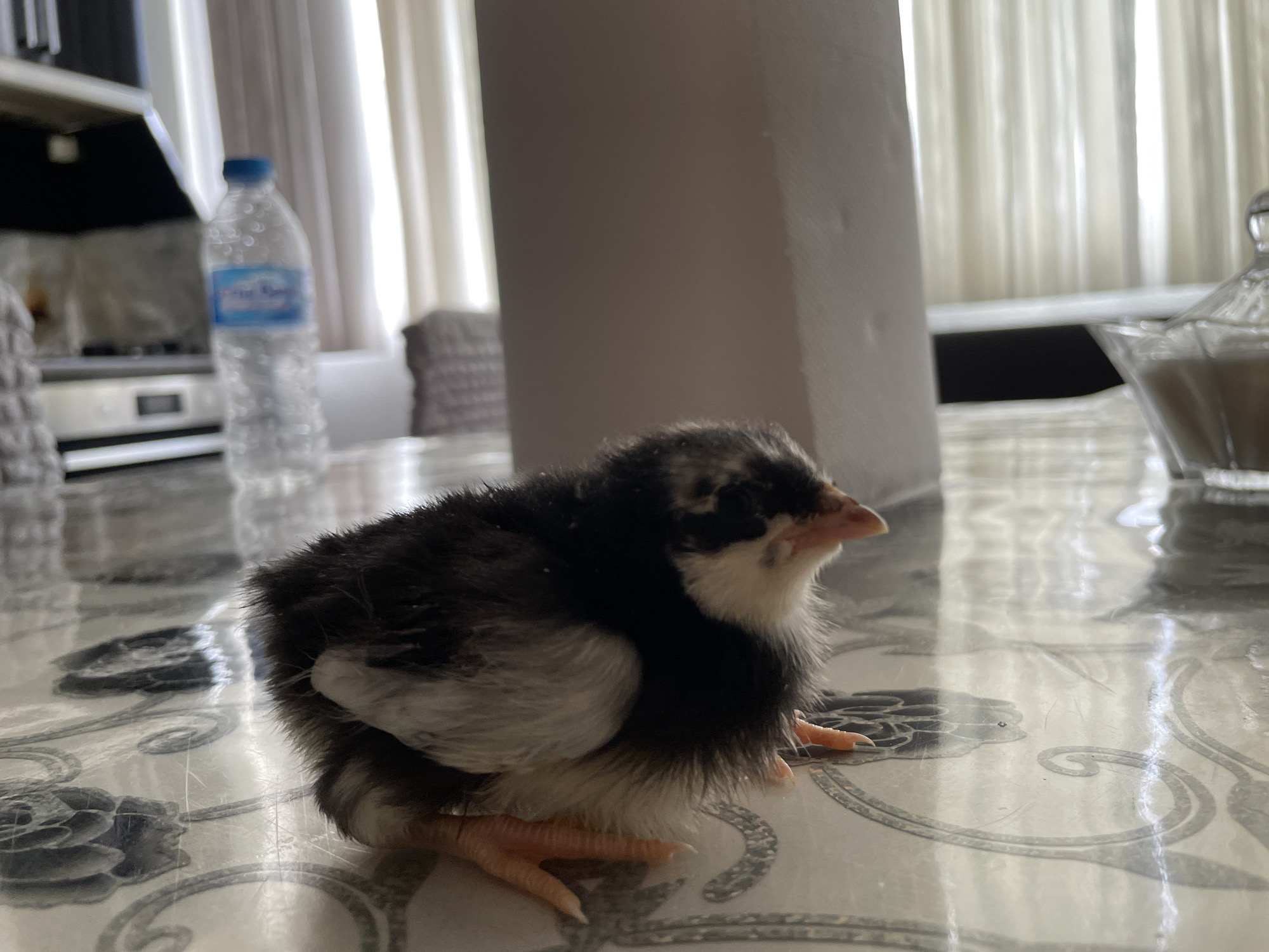 A young, black and white chick stands on a patterned table. The chick's head is turned to the right, and its beak is a light orange. Its legs and feet are also orange. The table has a reflective surface with a swirled pattern. In the background, a clear plastic bottle of water with a blue cap is visible, along with a roll of paper towels and what appears to be a glass sugar bowl. Behind these objects, a window with sheer, cream-colored curtains is visible. The overall environment appears to be indoors, possibly a kitchen or dining area. The image was taken at a low angle, with the chick as the main subject.