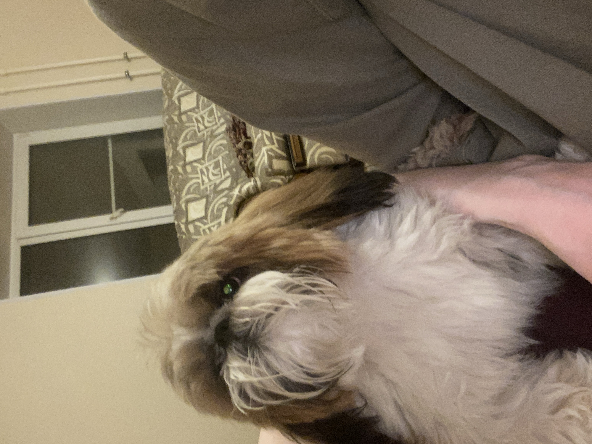 A close-up, indoor shot features a Shih Tzu dog with primarily white and brown fur, partially obscured by a person's arm and clothing. The dog is positioned on a surface, possibly a bed or lap. Behind the dog and person are patterned curtains and a window. The window is partially visible and lets in ambient light. The location cannot be determined as Chaikovsky, Russia based on the contents of the image.