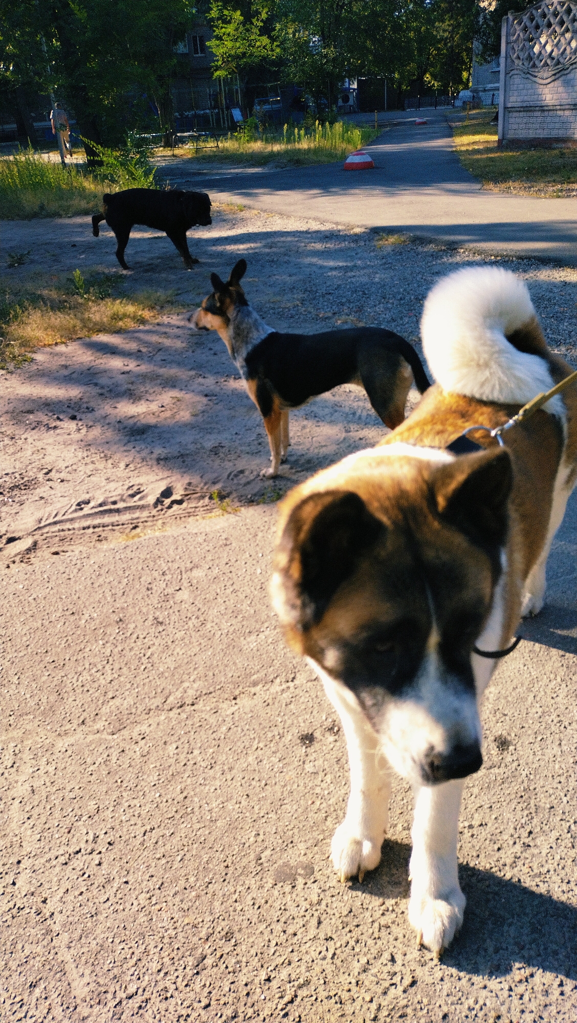 The image depicts a sunlit scene outdoors, likely in the city of Horishni Plavni, Ukraine, with three dogs present. In the foreground, a large Akita-type dog with brown and white fur is partially visible, facing towards the camera with its head down. Behind it, a medium-sized dog with a black, brown, and grey coat stands looking to the left. Further in the background, a dark-colored, muscular dog, possibly a Rottweiler mix, is walking away from the camera. The ground is a mix of gravel and asphalt. In the mid-ground, a paved path stretches into the distance, bordered by greenery and trees. Buildings are visible in the background, and a decorative concrete fence is on the right side of the image. The presence of a person walking in the far distance, along with the urban elements, suggests a public area within the city.