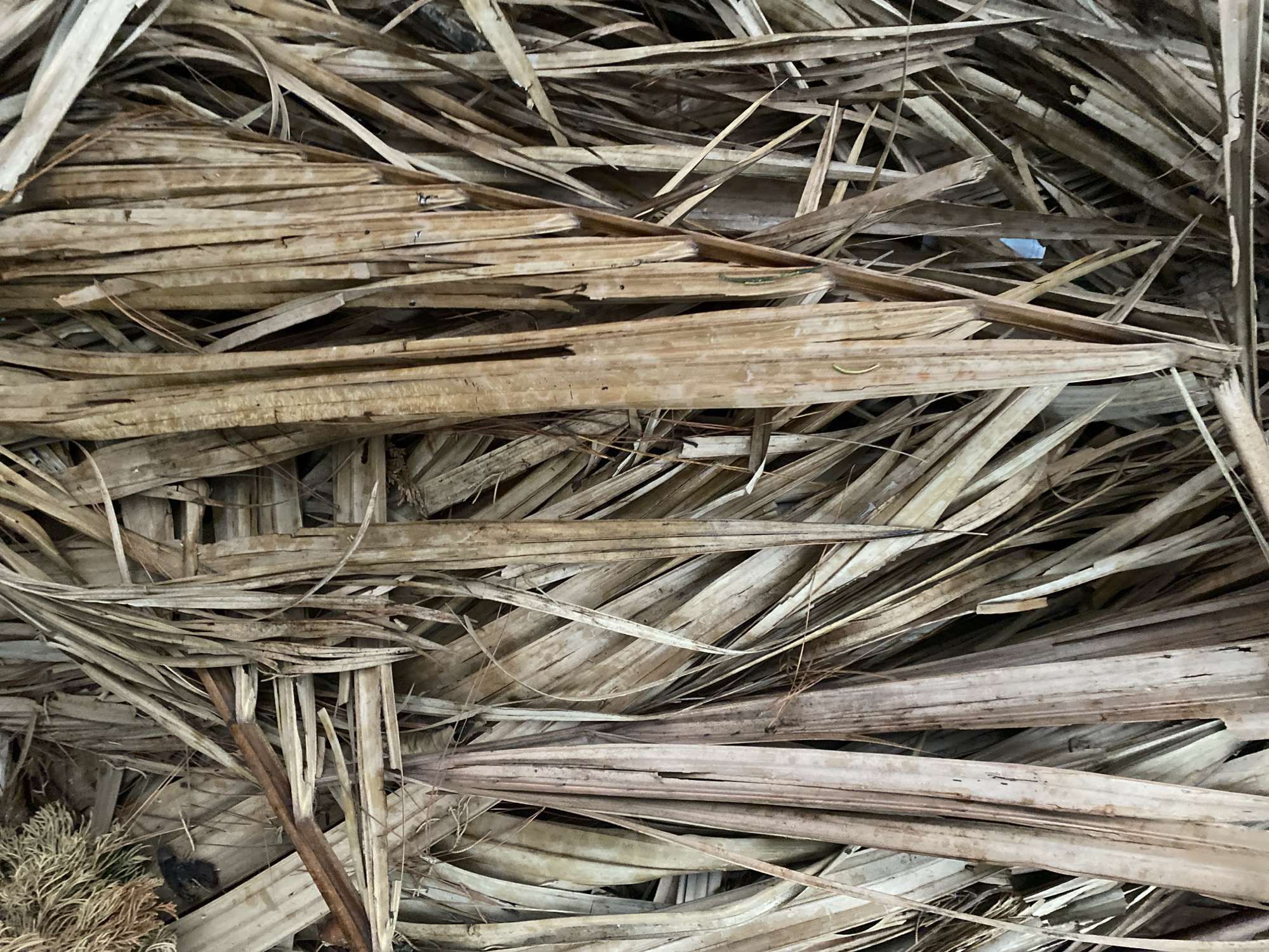 The image presents a close-up, top-down view of a dense collection of dried plant material, primarily consisting of palm fronds or large dried leaves. The subjects are numerous elongated, flat, and often slightly curled pieces of dried foliage, densely layered and intertwined. Their colors range from light tan and pale beige to various shades of brown and muted gray, indicating advanced dryness and weathering.
The dried leaves form a chaotic yet natural pattern, filling the entire frame and creating a highly textured surface. Many individual pieces show signs of brittleness, with some edges frayed or broken. In the bottom-left corner of the wider original image, a small clump of finer, almost feathery, dried plant matter, distinct from the broader leaves, is visible.
There are no people, animals, or man-made objects visible, focusing solely on the natural material. No activity or event is depicted; the image captures a static accumulation of dried plant debris. The lighting appears diffused, without strong shadows, suggesting either an overcast outdoor setting or an indoor space with indirect light. There are no specific location cues within the image itself, though the type of dried vegetation is consistent with tropical or subtropical environments. No visible text is present.