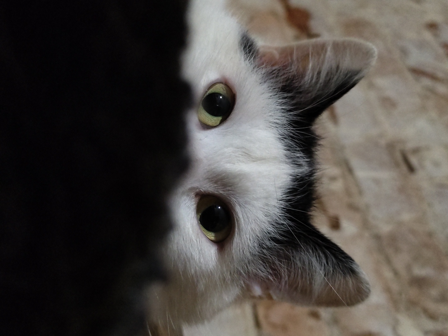 A close-up shot shows the head and ears of a cat with white fur and black markings, with part of its face obscured by a dark, out-of-focus object. The cat's eyes are open and focused, and the background appears to be a textured surface. The image was taken in the city of Unknown, Unknown.