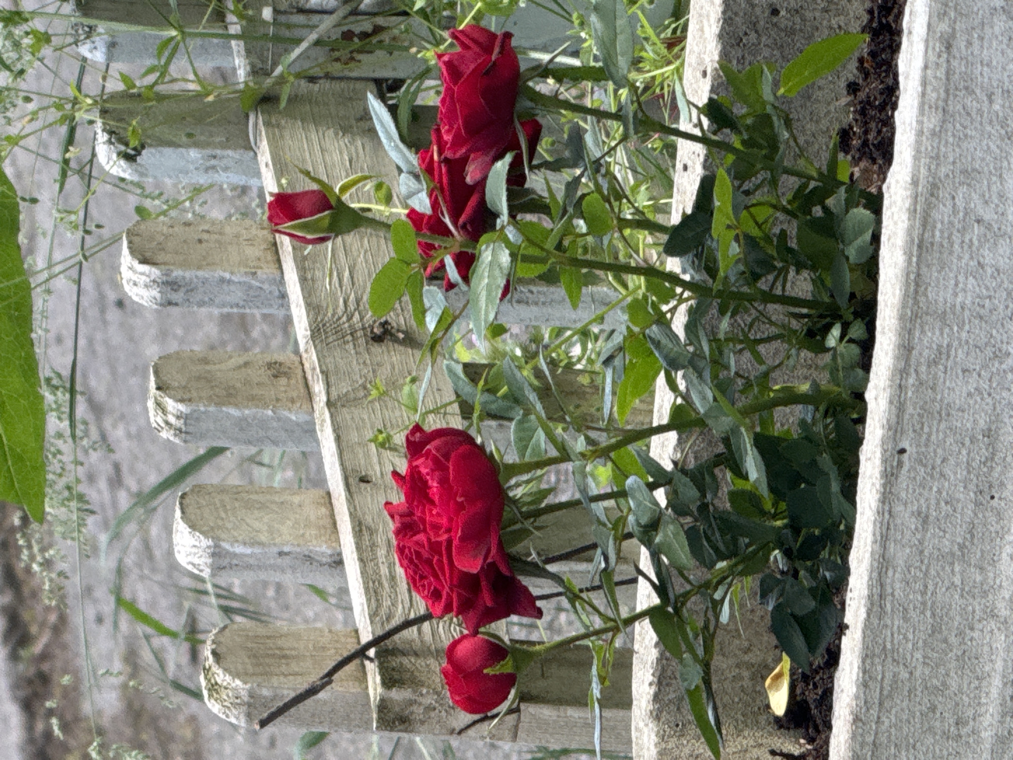 The image captures a garden scene with a close-up view of red roses and a white picket fence. The roses, in various stages of bloom, are the focal point, with buds and fully opened flowers visible. The plants are interspersed with green foliage. A weathered white picket fence runs horizontally through the frame. The roses appear to be growing next to a concrete structure, possibly a planter or wall. Beyond the fence, there is indistinct greenery and an impression of a natural environment. The location is unknown.