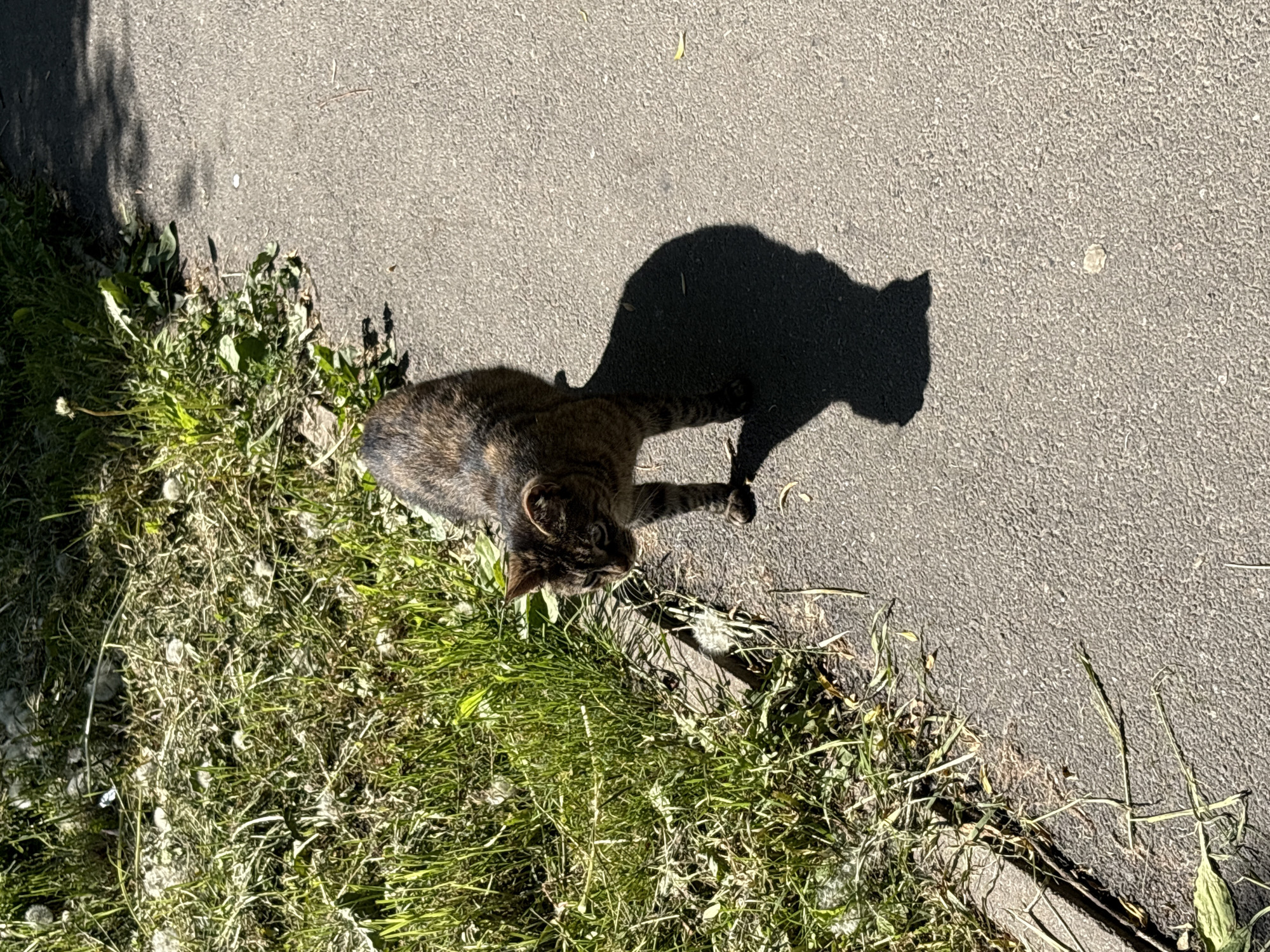 An overhead photograph captures a tabby cat lying outdoors on a sunny day. The cat is positioned with its body partially on a patch of green grass and partially on light grey asphalt, separated by a concrete curb. Its head is turned upwards, looking directly towards the camera with an alert and curious expression. The cat has a distinctive mackerel tabby coat featuring dark stripes and patches. One of its front paws is extended onto the asphalt.
To the left, a dense area of green grass, possibly containing dandelions or other wildflowers, is visible, with some white fluff scattered among the blades. The strong, high sun casts a prominent, dark shadow of the cat onto the asphalt, clearly outlining its shape. Additional shadows, likely from overhead trees or foliage, fall across both the grass and the asphalt. These distinct shadows indicate bright sunlight, suggesting the time of day is midday or early afternoon, and the weather is clear and sunny. The scene depicts a typical outdoor setting in an urban or suburban environment, consistent with the location context of Saint Petersburg, Russia. There is no visible text in the image.
