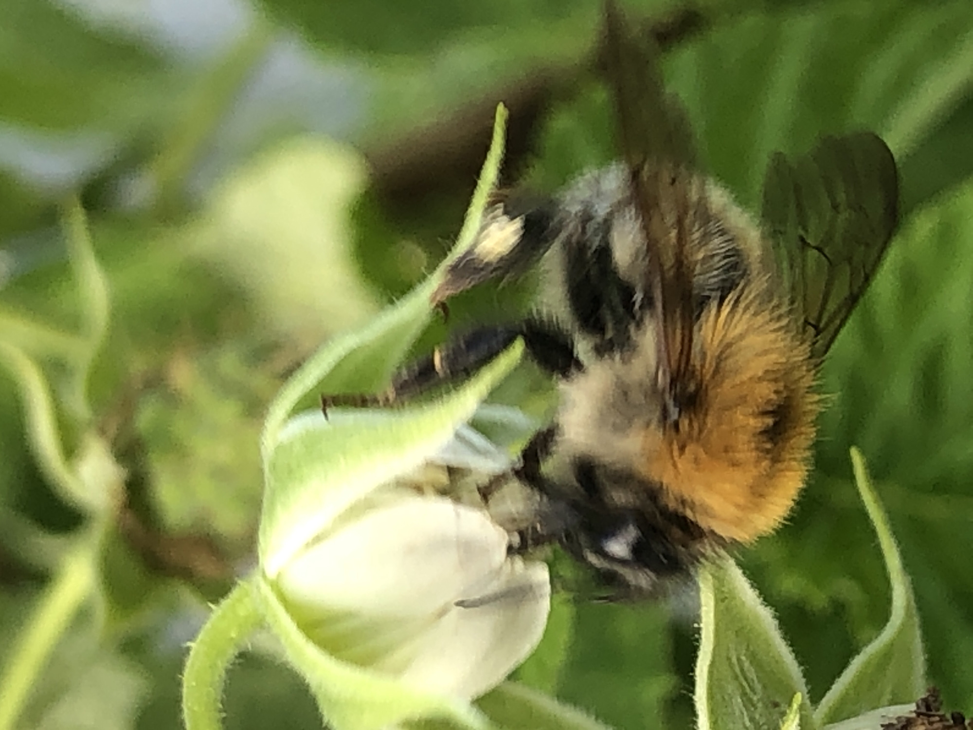 A close-up, low-angle shot captures a bumblebee clinging to a white flower with green sepals. The bee, facing left, is predominantly black and fuzzy, with a band of orange fur across its abdomen. Its wings are visible, and it appears to be feeding on the flower. The background is a blur of green foliage.