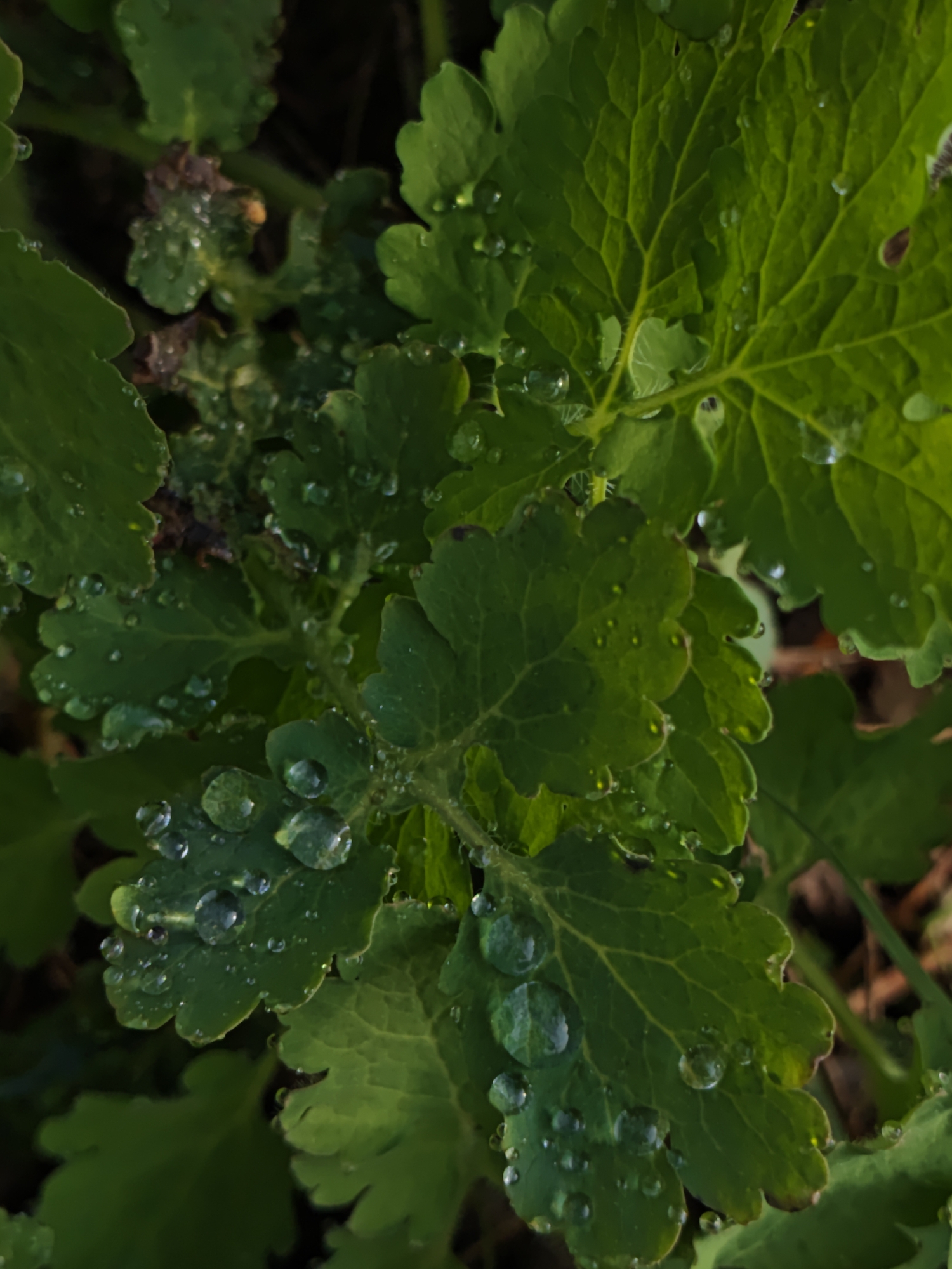 The image shows a close-up view of green leaves covered in water droplets. The leaves have a lobed, serrated edge. The lighting is uneven, with some areas appearing brighter and others darker, creating a sense of depth. The background is out of focus, suggesting a shallow depth of field. A small brown or purplish bud is visible near the center of the frame. It is unclear if the photograph was taken in Parkhomivka, Ukraine. No people, specific objects, actions, or interactions are evident in the provided image.