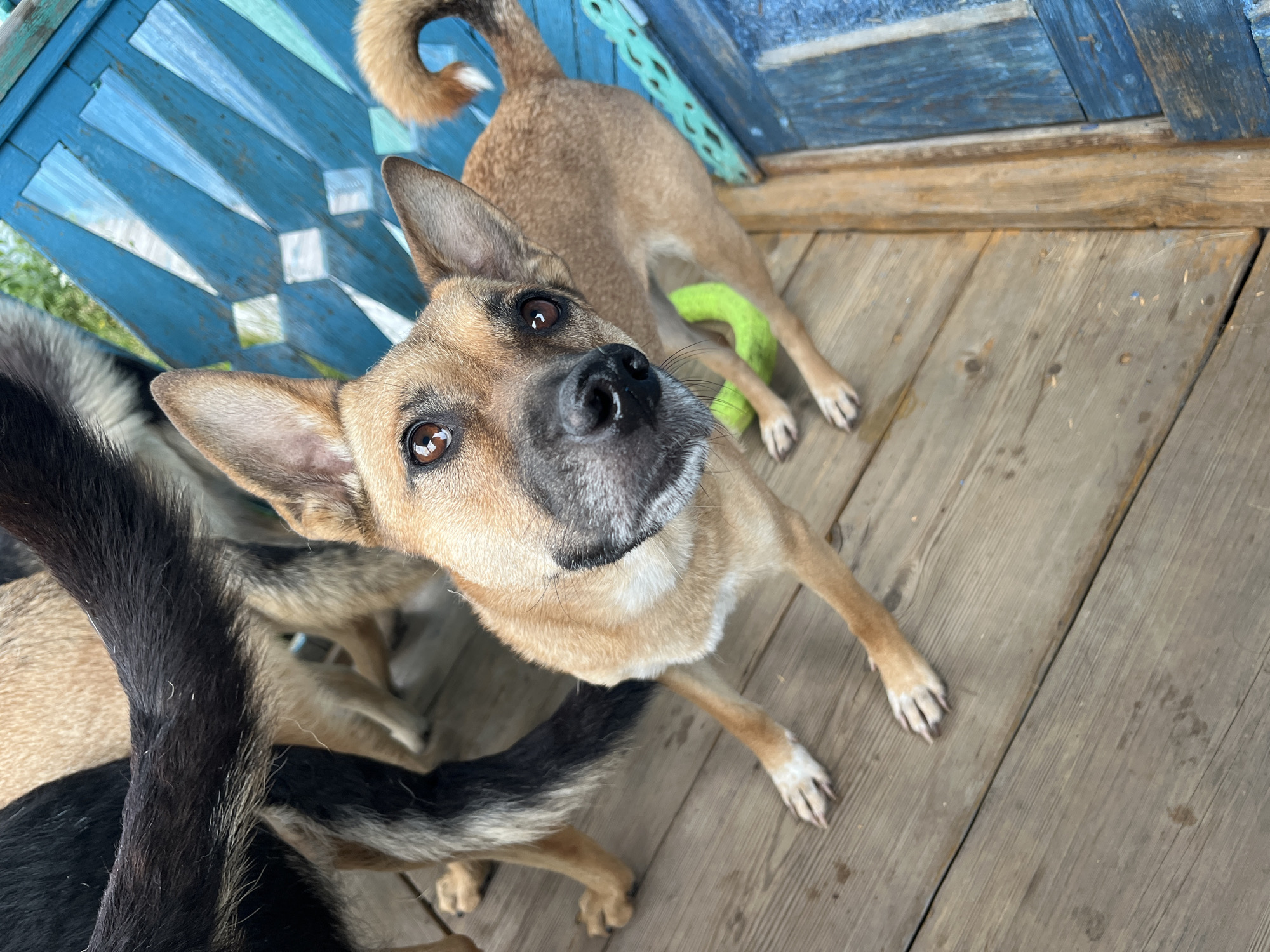 A high-angle medium shot captures a tan dog with pointed ears and dark eyes looking directly at the camera. The dog is positioned on a weathered wooden deck, its body angled slightly to the right. A bright green ring-shaped toy is visible beneath the dog, partially obscured by its front legs. In the background, a portion of a bright blue wooden structure, possibly a fence or bench, is visible. The legs of another dog, with dark fur, are visible in the upper left portion of the frame, its tail curled. The scene appears to be outdoors, possibly in a backyard or park setting.