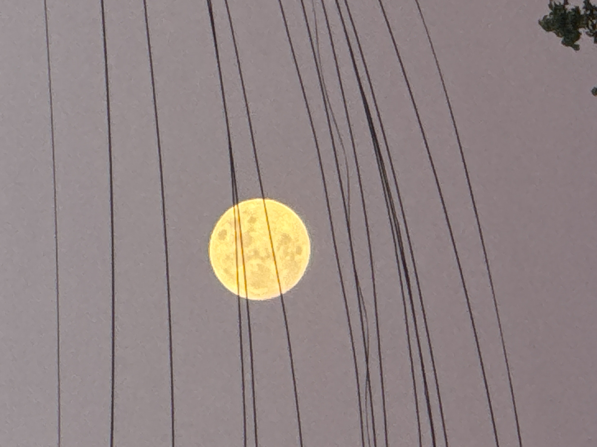This image presents a vibrant, full moon, glowing a striking yellow, as the central subject against a soft, muted greyish-purple sky. The moon's surface shows subtle details and textures, indicative of craters. A prominent feature of the photograph is the dense network of numerous dark, thin wires, likely utility lines or communication cables, which crisscross the frame vertically and diagonally. These wires act as a foreground element, partially obscuring the moon and creating a sense of urban infrastructure. In the upper right corner, a small cluster of dark green foliage, possibly from a tree, is visible.
The scene is set in what appears to be either dawn or dusk in London, United Kingdom, given the moon's brightness and warm hue, which commonly occurs when it is low in the sky. The sky itself is clear, contributing to the moon's distinct visibility. There is no discernible human activity or visible text within the frame. The photograph captures a blend of natural celestial beauty with the realities of an urban landscape, emphasizing the juxtaposition of the ethereal moon with man-made constructs.