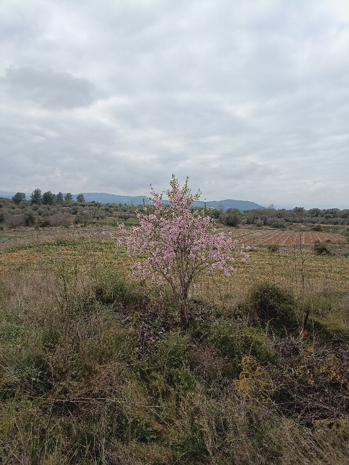 The image displays a rural landscape near Jérica, Spain, under a heavily overcast sky. A single deciduous tree, approximately 3-4 meters tall and centered slightly to the right of the frame, is in full bloom with dense clusters of light pink flowers and emerging green leaves. The immediate foreground consists of an uncultivated area characterized by an accumulation of dry, light brown grasses, various dormant shrubs, and some scattered green foliage. Beyond this, the midground reveals agricultural land. To the left, fields appear fallow with sparse, dry vegetation. To the right, a distinct cultivated field is visible with parallel, evenly spaced rows of reddish-brown, tilled soil. Further into the midground and background, scattered olive groves or similar orchards are present, blending into a low mountain range on the horizon line. These distant mountains are partially obscured and covered with a mix of dark green evergreen trees and lighter, possibly bare, deciduous trees. The sky occupies the upper portion of the frame and is uniformly light grey and white, indicating extensive cloud cover with no direct sunlight. No people or animals are visible in the scene.