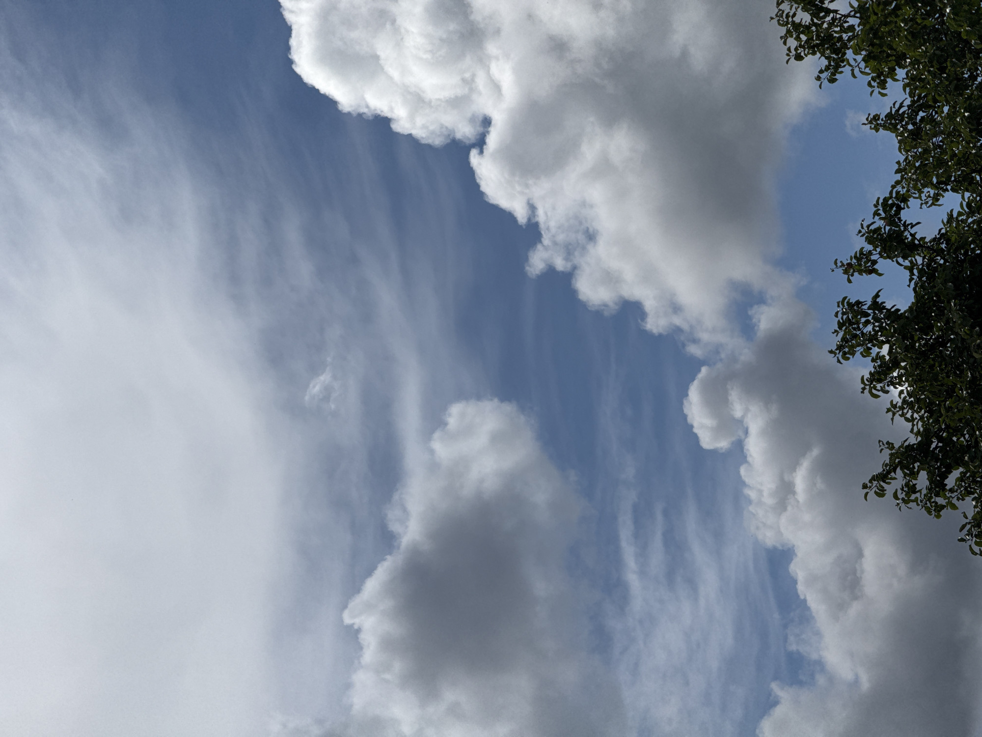 The image displays a cloudy sky above a canopy of dark green foliage. The sky is a mix of blues and whites, with large, fluffy cumulus clouds interspersed with wispy cirrus formations. The clouds appear to be illuminated by sunlight from above, casting shadows on their undersides, giving them a three-dimensional quality. The foliage at the bottom of the frame suggests the presence of trees or shrubs, potentially bordering an open space. There are no people or specific landmarks visible in the image that would indicate a particular location within Малдыкасы, Russia.