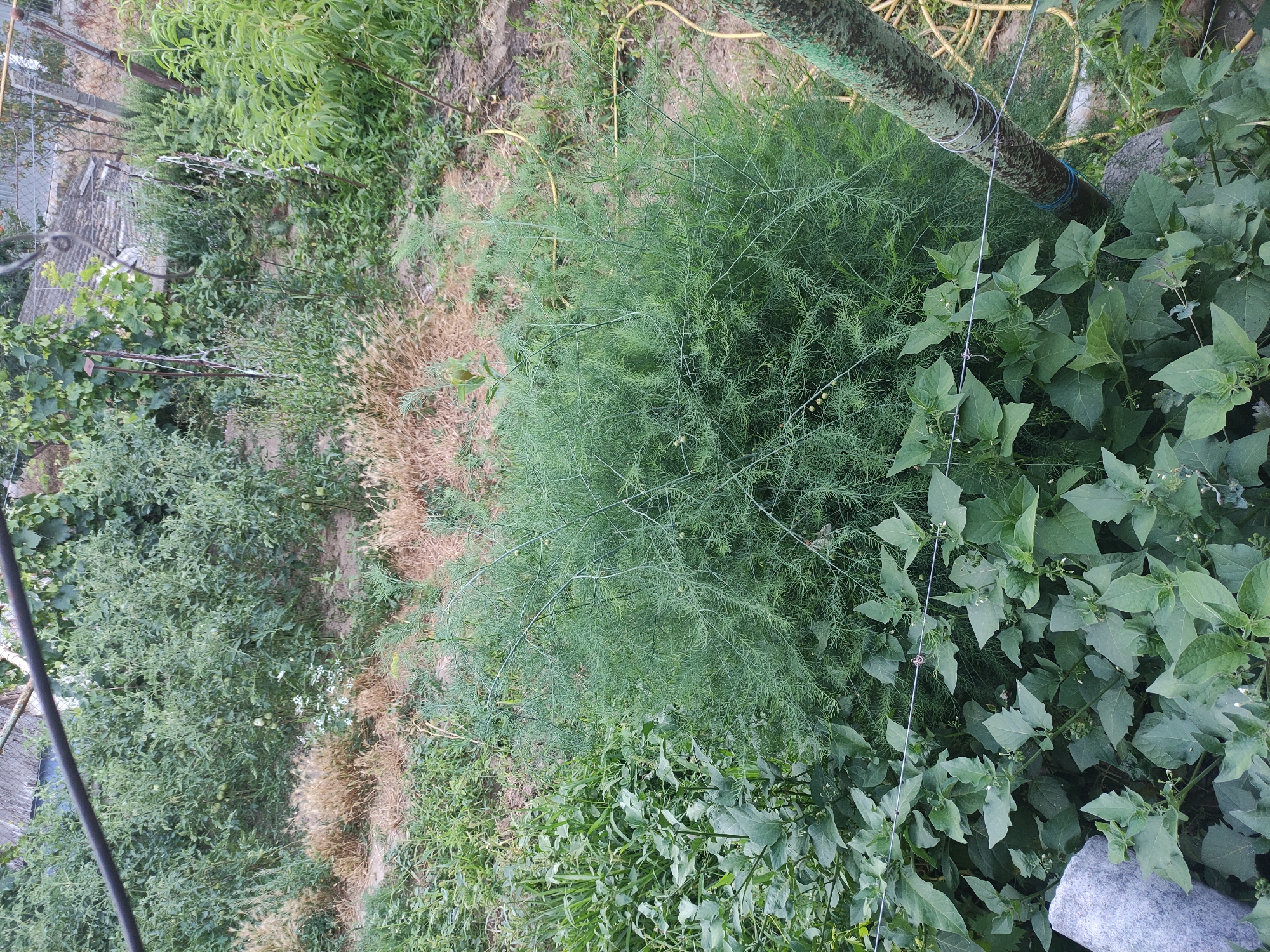 An outdoor, eye-level, medium shot captures a dense, green asparagus plant situated in a garden in Rybnitsa, Moldova. The asparagus is the central focus, its feathery fronds filling a large portion of the frame. To the left and in the foreground, a patch of broad-leafed green plants, possibly eggplant or tomato plants, are visible, with small white flowers dotted amongst them. Behind the asparagus, rows of other garden plants, including some with dry, brown foliage, are present, suggesting a diverse garden setting. A yellow hose lies on the ground to the right, and a metal pole with green and black markings stands to the far right, partially obscured by the plants. The ground appears to be a mix of soil and some dry grass. The overall impression is that of a thriving, somewhat unkempt vegetable garden.