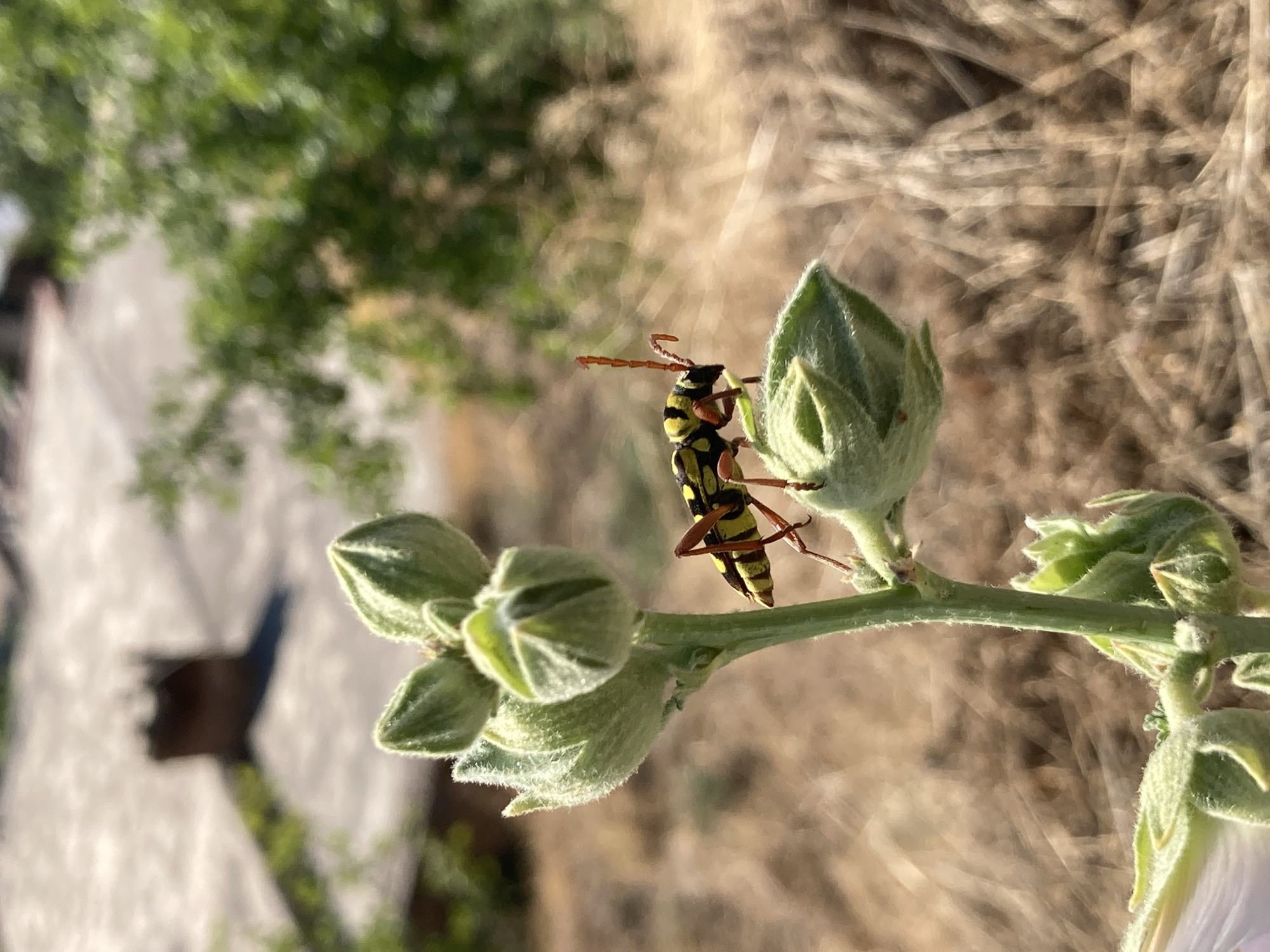 A longhorn beetle with yellow and black markings is perched on a green plant bud in Avanos İlçe Merkezi, Turkey. The beetle is facing right, with its antennae extended. The background is blurred, showing dry grass and some green foliage. In the far background, a brown brick chimney and a roof are faintly visible. The lighting suggests it is daytime, with sunlight casting shadows.