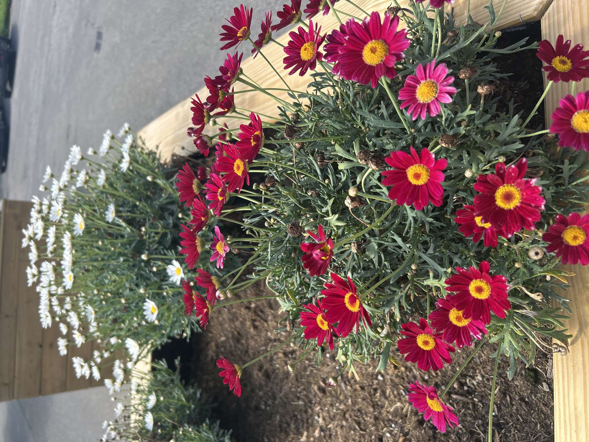 In the city of Lisse, Netherlands, a close-up, eye-level shot showcases a vibrant planter box filled with two distinct types of daisies. In the foreground, numerous bright fuchsia daisies with yellow centers are in full bloom. Behind them, a denser cluster of white daisies with yellow centers forms a lush backdrop. The planter box is constructed from light-colored wood, and the soil is visible between the plants. The surrounding environment suggests an outdoor setting, with a paved surface and a blurred background hinting at a road and parked vehicles. The lighting indicates a sunny day.