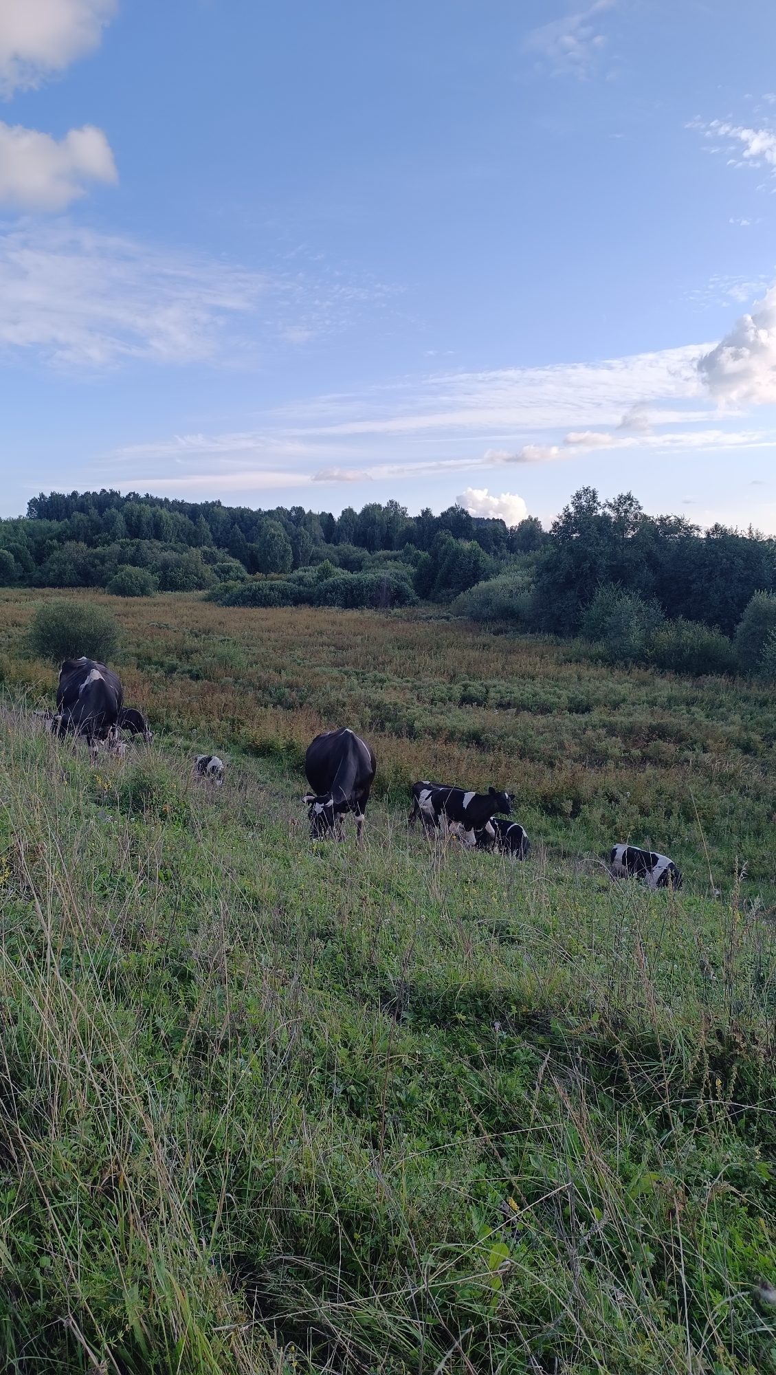 A herd of black and white cows grazes in a field of tall grass and low brush, with a dense forest forming the background. The sky above is a clear blue with scattered white clouds. The scene appears to be a rural landscape, possibly a pasture or meadow. There are no people visible in the image. The ground is uneven and covered with vegetation. The lighting suggests it is daytime, likely late afternoon given the soft quality of the light. The image does not provide any specific geographical markers to indicate the location within Karsha, Russia.