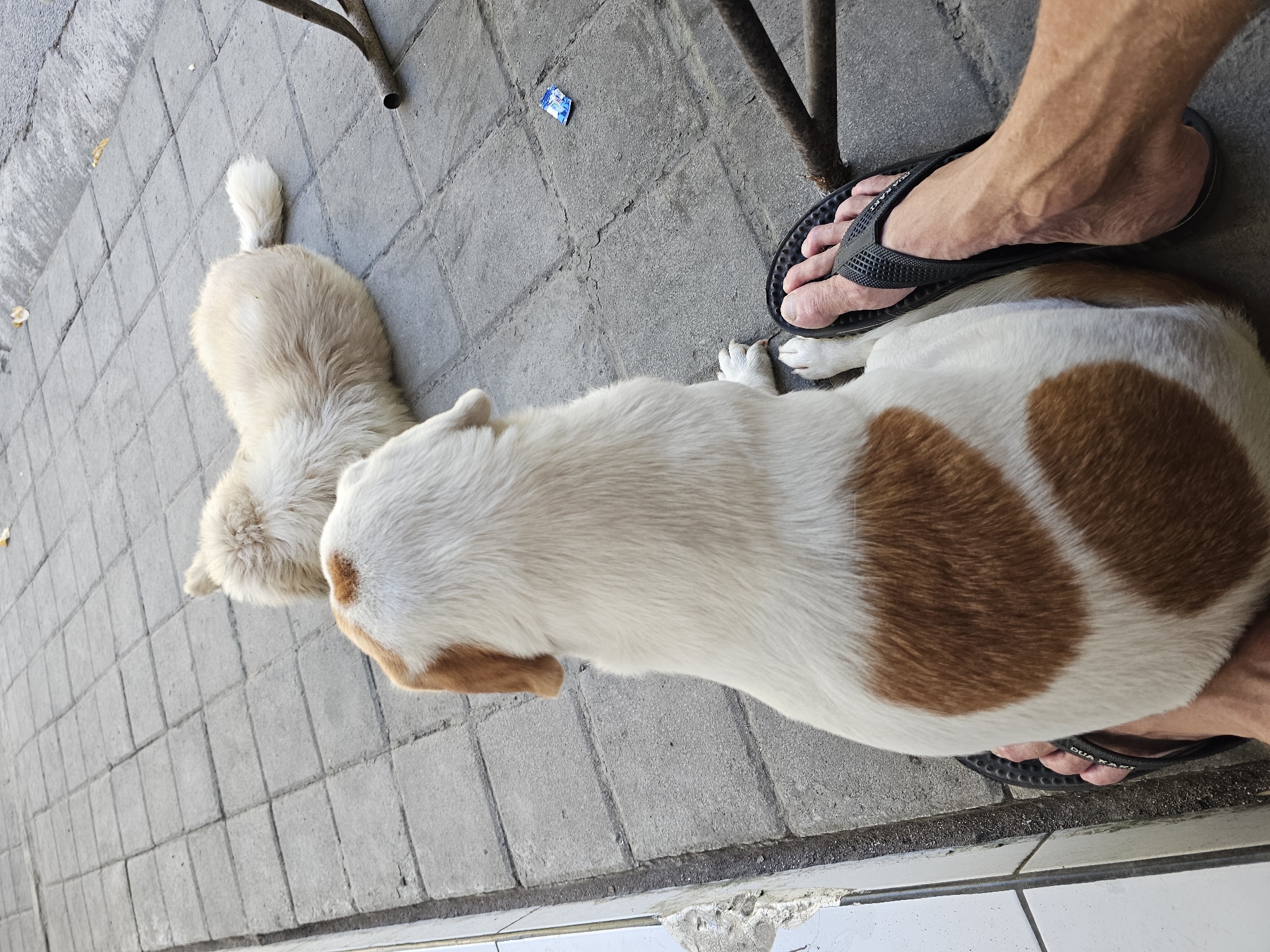Two dogs are lying on a paved walkway in Denpasar, Indonesia. In the foreground, a white and brown dog is sitting with its back to the camera. Its hindquarters are resting on a person's bare foot, which is wearing a black flip-flop. The dog's fur is white with large, irregular patches of brown. In the background, a lighter-colored dog, possibly white or cream, is lying down with its head facing left. The ground is made of square, grey concrete pavers, some of which are cracked. To the right, a metal table leg is partially visible. A small, blue and white wrapper is on the ground near the table leg. The scene appears to be outdoors, possibly on a sidewalk or patio.