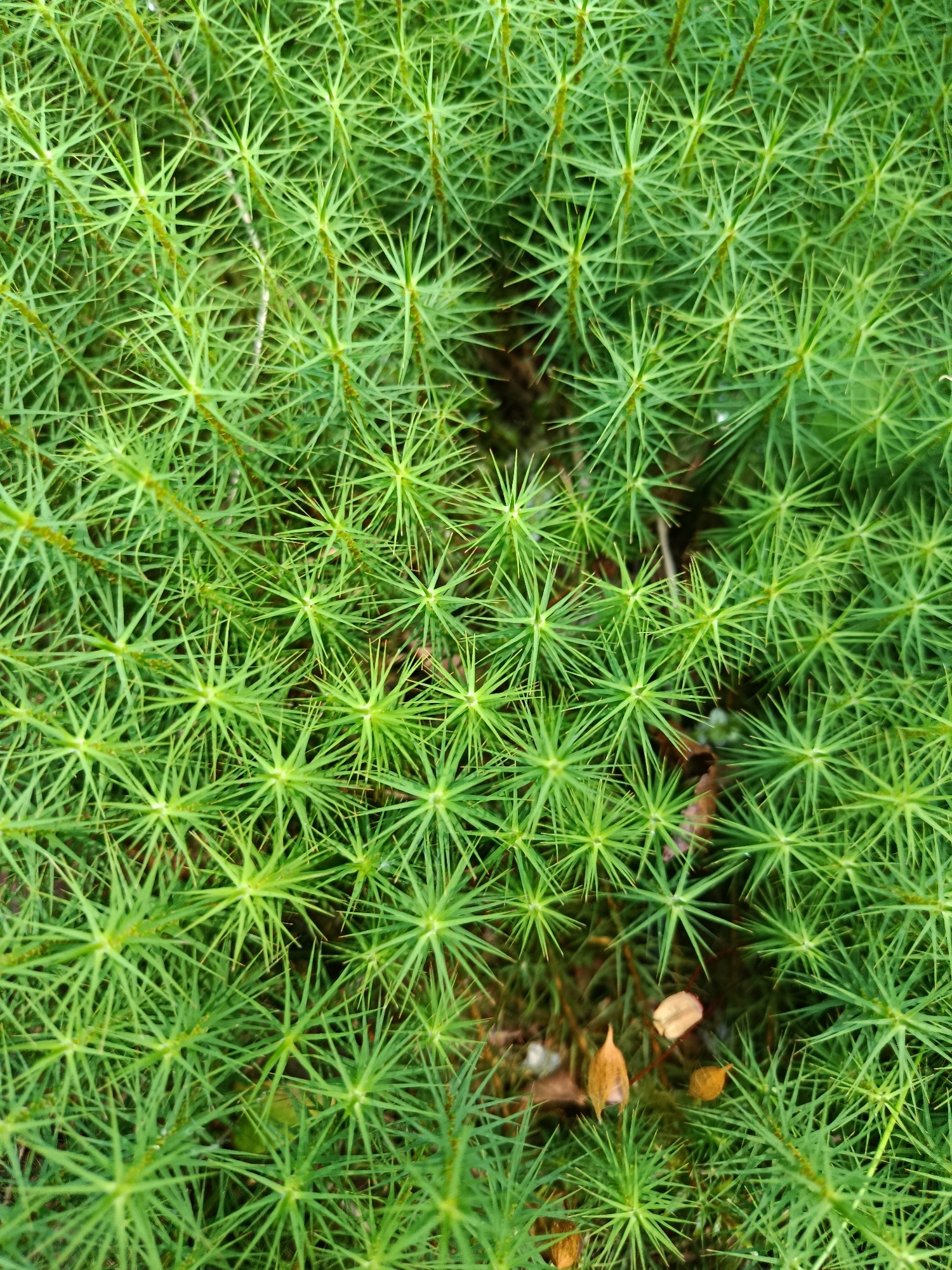 A close-up, overhead shot captures a dense carpet of vibrant green moss, characterized by its star-shaped clusters of needle-like leaves. The moss fills the entire frame, with individual stems and leaves clearly visible, creating a textured and organic surface. The background is dark and out of focus, suggesting the moss is growing on the ground or a similar natural surface. A few small, dried brown leaves are scattered amongst the moss, indicating an outdoor environment. The image appears to be taken in a natural setting, likely in a forested or garden area, possibly within the city of Бордуки, Russia.