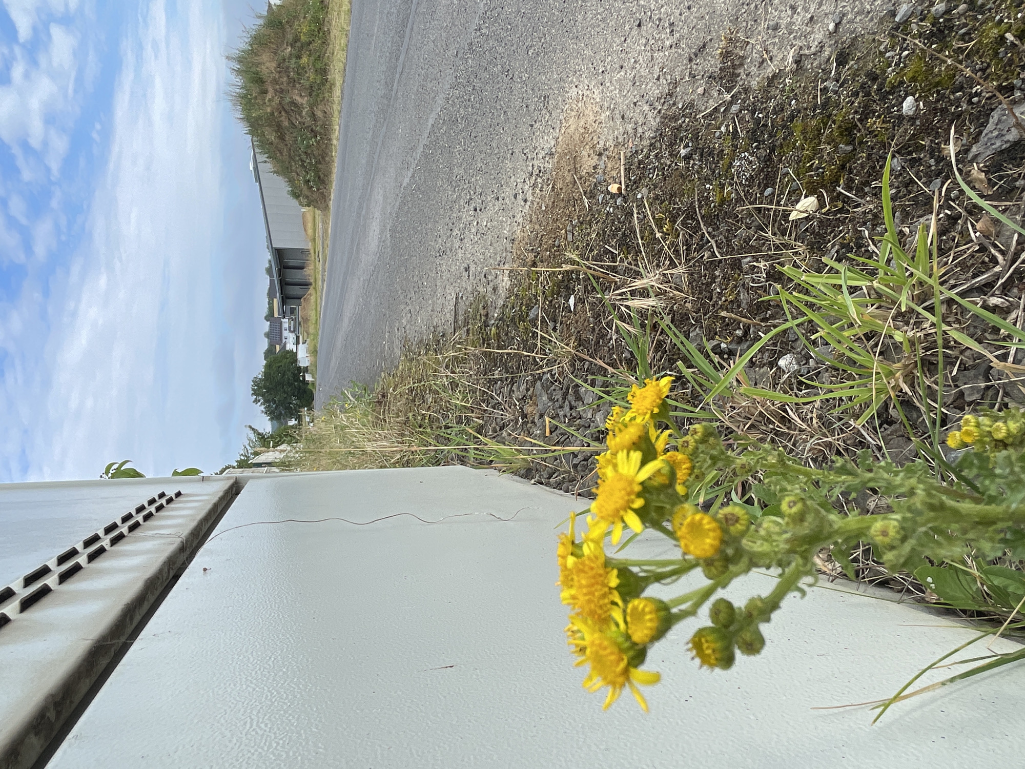 A low-angle shot captures yellow wildflowers blooming along the base of a light-colored, textured wall, possibly part of an industrial building. The wall is positioned on the left side of the frame, with its texture more visible in the cropped images. A narrow asphalt road runs diagonally from the lower right to the upper left of the image, bordered by sparse, dry vegetation and patches of moss on the ground. In the background, a modern, gray industrial building with a sloped roof is visible, set against a backdrop of a grassy mound. Further in the distance, houses with tiled roofs and trees suggest a suburban or semi-rural environment. The sky is partly cloudy with patches of blue. The scene appears to be located in Bad Salzschlirf, Germany, as indicated by the combination of industrial and residential structures typical of such a location. There are no people or animals present in the image.