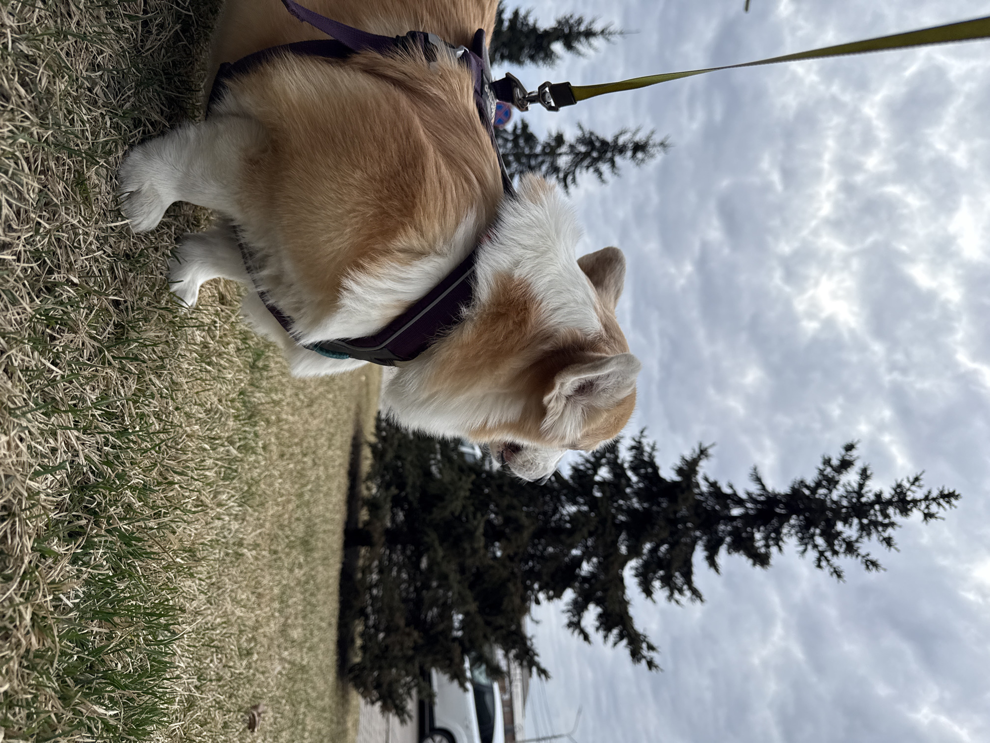 A corgi is wearing a harness and leash and standing on a grassy lawn. In the background are evergreen trees and a cloudy sky. A white van is visible in the background. This could be a street scene in any number of cities. Based on the request, the location is speculated to be Krasnoyarsk, Russia.