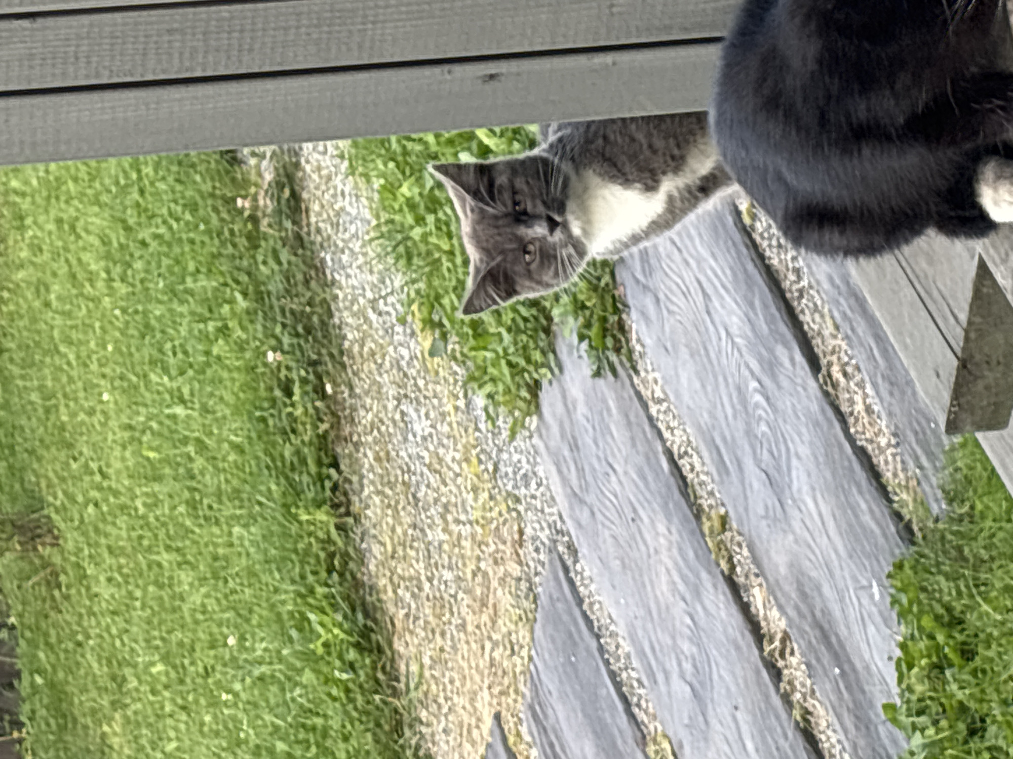 This image depicts two cats outdoors in Zvenigorod, Russia. The primary subject is a grey and white cat looking towards the camera from a partially obscured position behind a wooden structure. The cat has distinct white markings on its chest and face. In the foreground, the back of a black cat is visible, with its hindquarters and tail cut off by the bottom edge of the frame. The environment includes a gravel pathway, wooden planks laid out as a walkway, and lush green grass. The lighting suggests it is daytime.