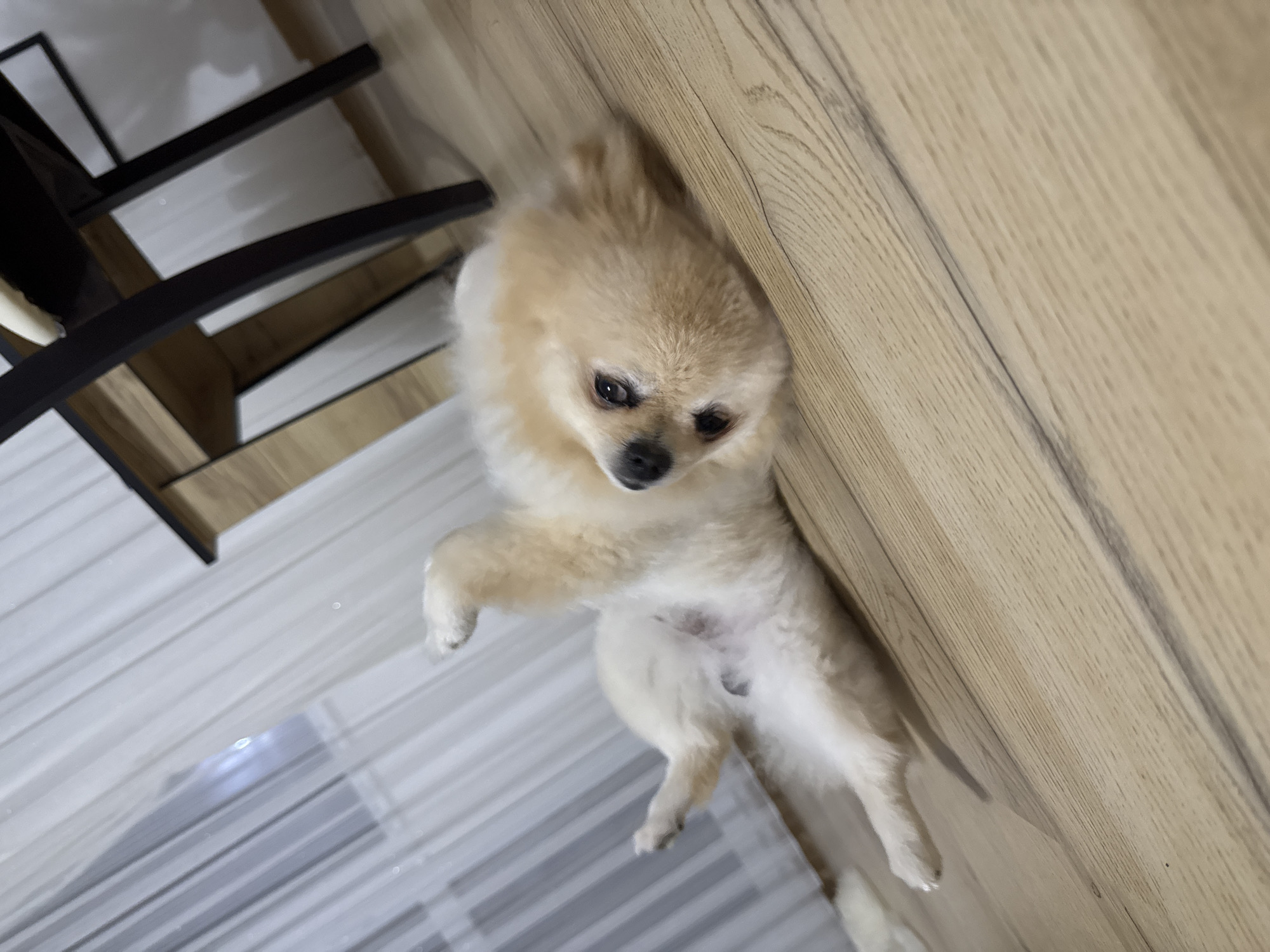 The image shows a fluffy, light-colored dog, possibly a Pomeranian, lying on its back on a light-colored wooden floor. The dog's legs are splayed out, and it appears to be relaxed or playful. Its head is turned to the side, with its eyes looking towards the viewer. In the background, there is a sheer white curtain on the left and a portion of a wooden table and dark chair legs on the right, suggesting an indoor setting, likely a room in a house. The lighting is soft, with some glare visible on the curtains and the floor. The overall scene conveys a sense of domestic comfort and a pet enjoying itself. The location in the city of Sokolets, Bulgaria is not visually discernible from the image itself.