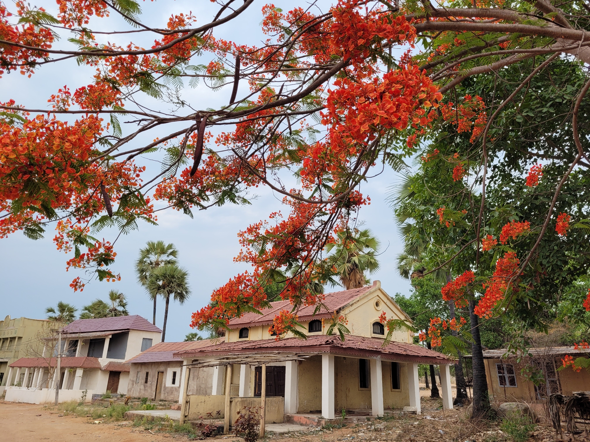 The image shows a building with a red-tiled roof, painted in a light tan color, framed by blooming flamboyant (Delonix regia) trees with vibrant orange-red flowers. The architecture includes arched windows and a small porch with white pillars. Adjacent buildings are visible in the background, along with palm trees. The ground appears dry and slightly overgrown. The sky is overcast, suggesting a subdued light. The scene seems to be located in a tropical or subtropical area. No people are visible. Location is Unknown, Unknown.