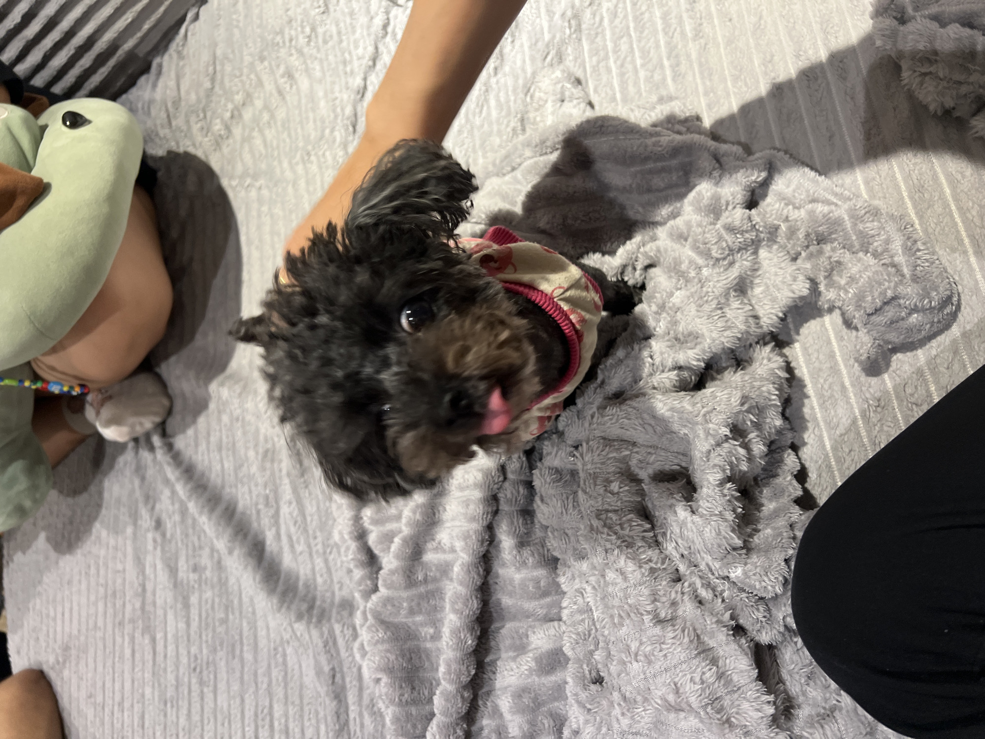 A black poodle wearing a pink and white floral patterned garment is held by a person. The poodle is on a gray, textured blanket. A plush green turtle toy lies to the left. A person's leg clad in black fabric is on the right. The location of the image in the city of Đà Nẵng, Vietnam, cannot be determined.