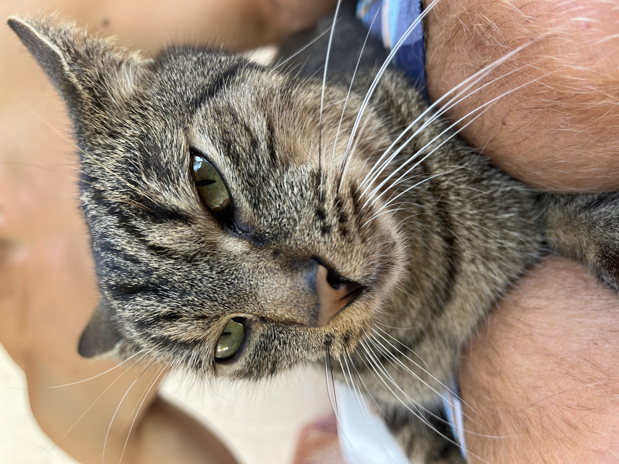 This is a close-up, eye-level, medium shot photograph of a tabby cat held by an unseen person. The cat is positioned centrally in the frame, its head angled slightly to its left. Its fur is a mix of grey, brown, and black stripes. The cat has large, green eyes with slit pupils and long, white whiskers. Its nose is pinkish-brown. The cat appears to be resting on the lap of the person holding it, whose legs are visible at the bottom of the frame. The person is wearing shorts, and their skin is visible. The background is blurred, but a portion of the person's upper body, specifically their shoulder and neck area, is visible behind the cat. A blue and white patterned fabric is visible beneath the cat's chin. The image appears to be taken outdoors, possibly in a garden or on a patio, given the soft, natural lighting. There are no identifiable landmarks or features that would specifically place this image in Šušanj, Montenegro.