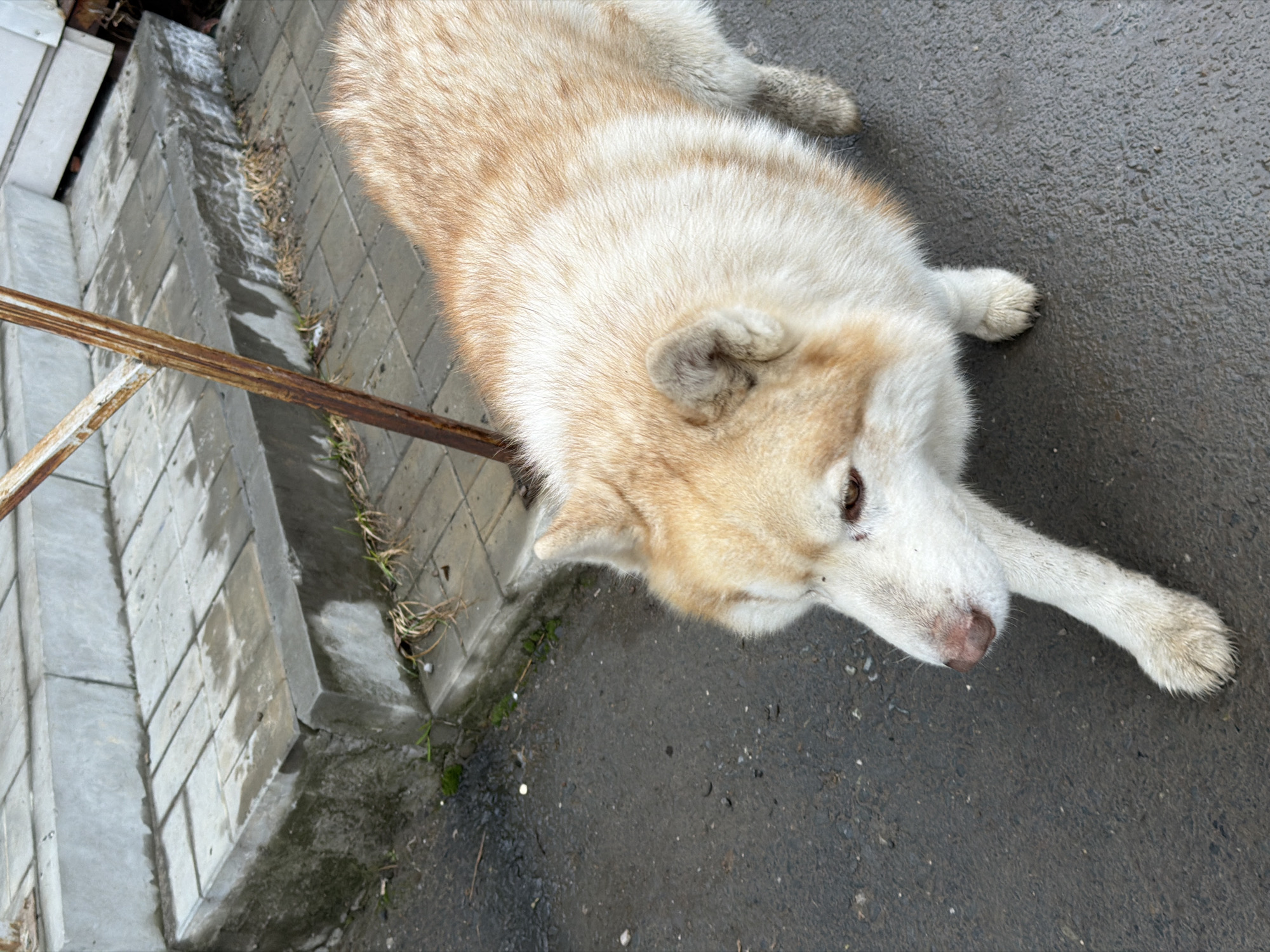 A light-colored, tan and white dog lies on a gray concrete surface next to a gray concrete curb and steps. A rusty metal railing is visible near the steps. The scene appears to be outdoors, in a city, and is potentially located in Berezniki, Russia.