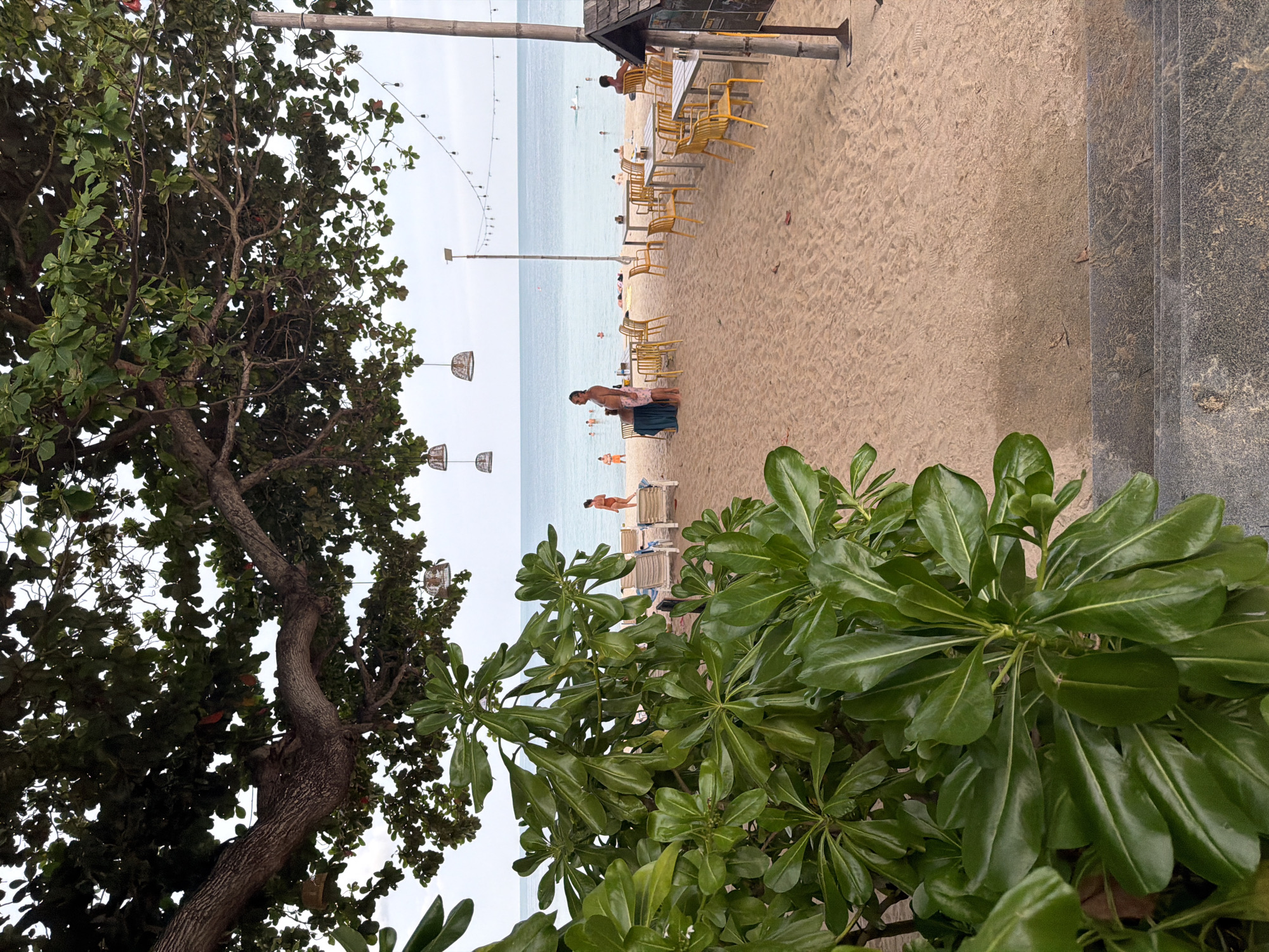 The image depicts a beachside restaurant in Ko Samui District, Thailand. In the foreground, lush green foliage of a tropical plant obscures the lower left portion of the scene. Beyond the plant, a sandy beach stretches towards the ocean. Several rows of yellow plastic chairs surround tables on the sand, indicating an outdoor dining area. In the background, people are visible on the beach and in the shallow water, some sunbathing on lounge chairs. String lights and decorative lanterns are suspended from tree branches and poles, suggesting a relaxed atmosphere, possibly for evening dining. The calm sea meets a hazy sky in the distance.