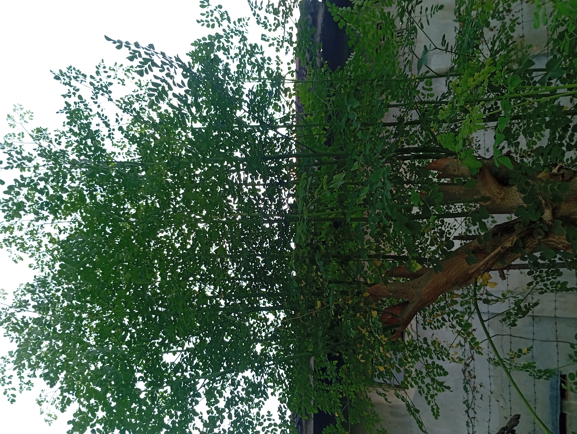 A moringa tree with dense green foliage stands prominently in the foreground, its thick, gnarled trunk and branches visible. Behind the tree, a concrete building with a tiled roof is partially obscured by the leaves. Barbed wire fencing runs horizontally across the lower part of the image, in front of the building. The sky is overcast, providing a diffused light that illuminates the scene. This image was taken in Pandaan, Indonesia.