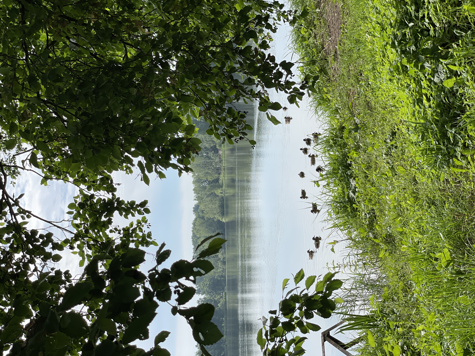 This is a photograph taken outdoors, likely during the day in the city of Bol'shie Porogi, Russia. The scene is dominated by a serene lake, with a line of trees forming a distant shoreline under a cloudy sky. In the foreground, the lake is partially obscured by the lush green foliage of trees hanging from above, creating a natural frame for the view. A small group of ducks are swimming on the calm water near the bank, which is covered in dense green grass and other vegetation. To the left, a rustic wooden structure, possibly part of a dock or a small pier, is visible near the water's edge. The overall impression is one of natural tranquility.