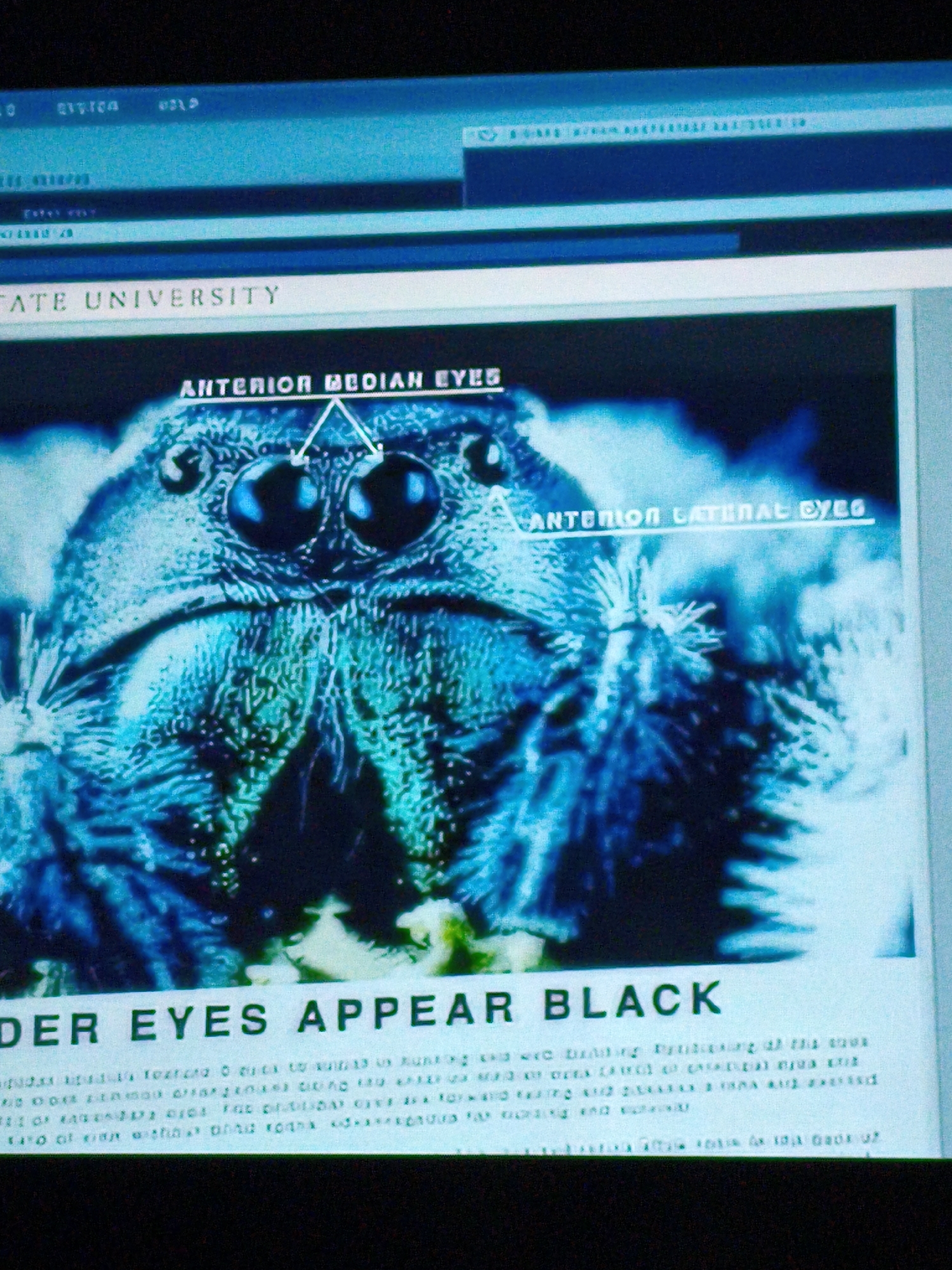 The image is a close-up photograph of a computer screen displaying a webpage about spiders. The screen shows a magnified image of a spider's face, with labels pointing to its eyes. Text on the screen includes "STATE UNIVERSITY" and "DER EYES APPEAR BLACK". The lighting is blue-toned, suggesting the ambient light or the display's color settings. The environment appears to be indoors, likely an office or study, with the computer screen being the central focus. There is no information in the image that would suggest a location in Vladivostok, Russia.