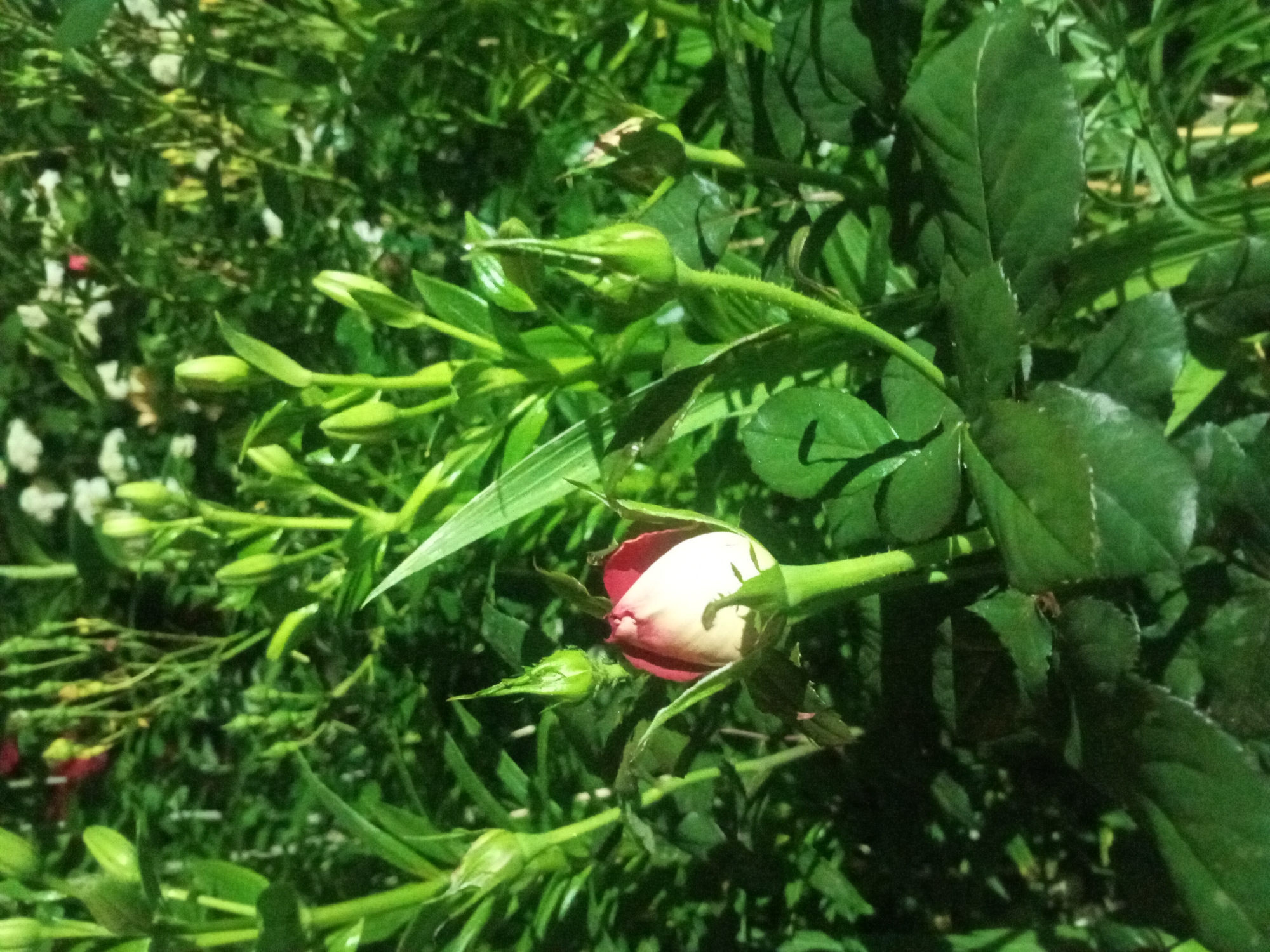 A close-up, low-angle, outdoor shot shows a rose bud beginning to open, with its pale pink petals tinged with red at the tips. The bud is surrounded by lush green foliage, with other rose buds and leaves visible in the foreground and background. The scene appears to be in a garden or natural setting, with soft lighting that suggests it may be dusk or dawn, or possibly illuminated by artificial light, typical of a garden in Bohodukhiv, Ukraine, after dark. There are no people or animals present in the image.