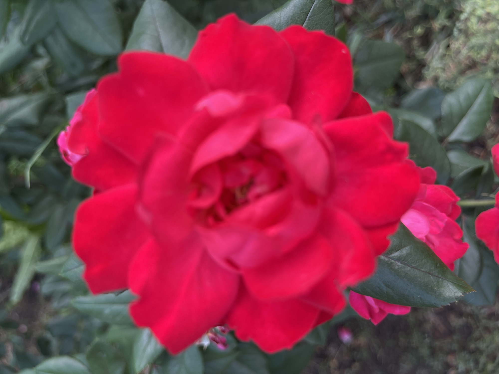 A close-up, slightly blurred photograph shows a vibrant red rose in full bloom. The rose is the primary subject, with its petals filling most of the frame. Green leaves and foliage are visible in the background, providing a natural setting. The image does not contain any people, actions, or interactions, nor does it provide any information that could place it in Astana, Kazakhstan. The scene is a typical depiction of a rose bush.