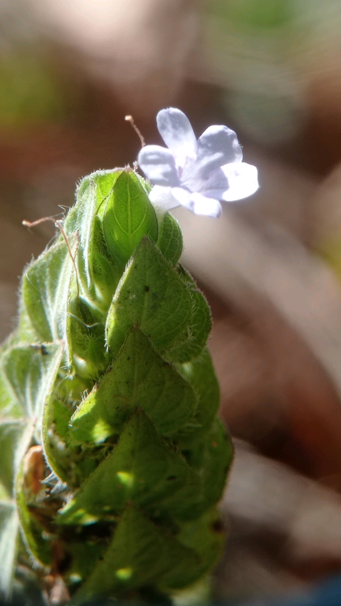 This is a close-up, eye-level, full-frame photograph of a single, small, white flower with five petals blooming at the top of a green, leafy plant. The flower is slightly off-center to the right and in sharp focus, with subtle lighting highlighting its delicate structure. The plant's leaves are tightly packed and covered in fine hairs, with visible veins. The background is softly blurred, featuring a mix of earthy brown and muted green tones, suggesting an outdoor, natural environment. The scene is devoid of any human presence or discernible urban elements, indicating it was likely captured in a garden or natural setting within Landungsari, Indonesia.