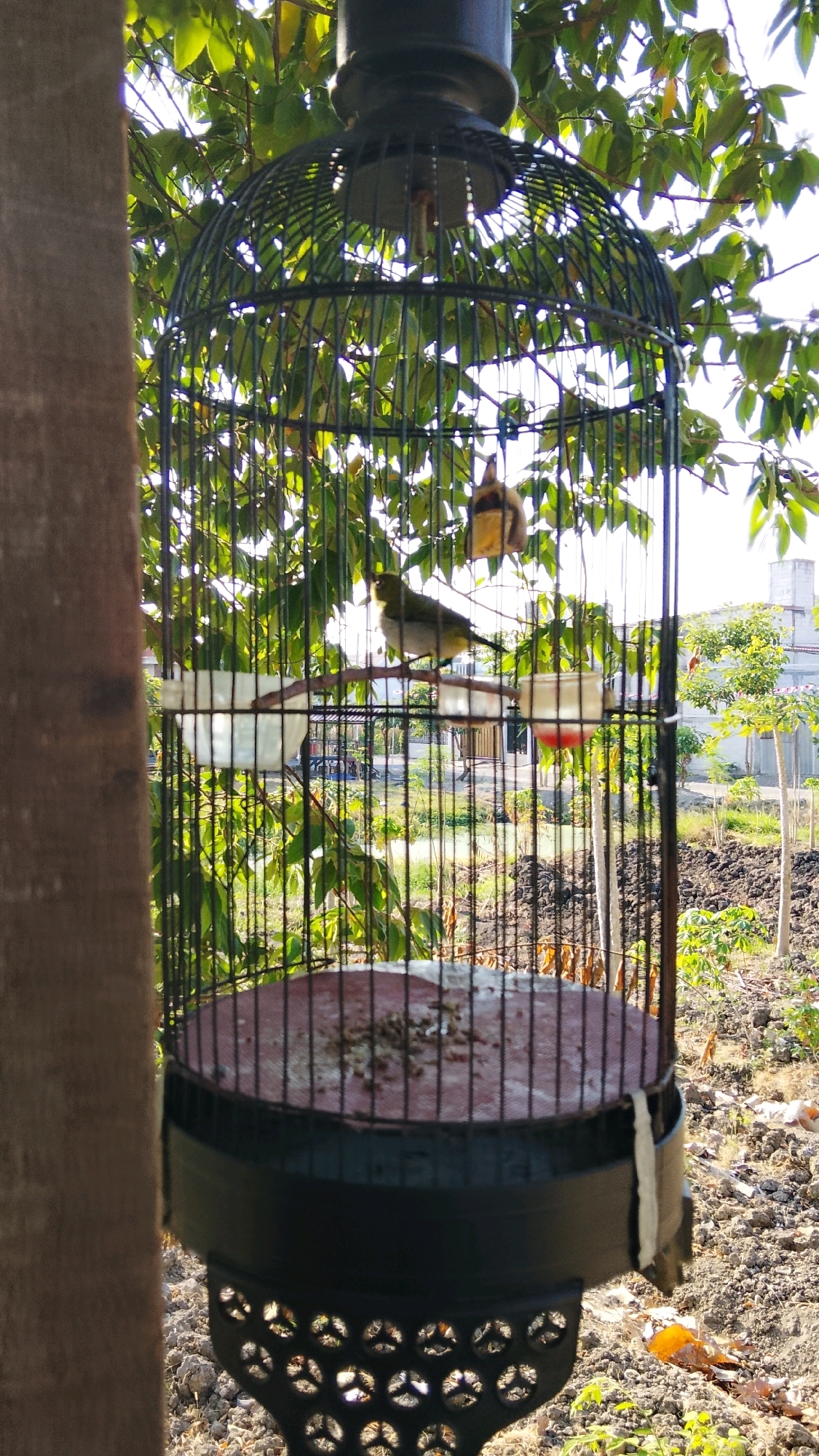 A birdcage hangs from a tree in a yard in Dahanrejo, Indonesia. The cage is black and round, with a red base. Inside the cage, there are two birds. One bird is perched on a branch, and the other is hanging upside down. The cage is surrounded by green leaves, and the sun is shining through the leaves. In the background, there are houses and trees. The ground is covered in dirt and gravel.