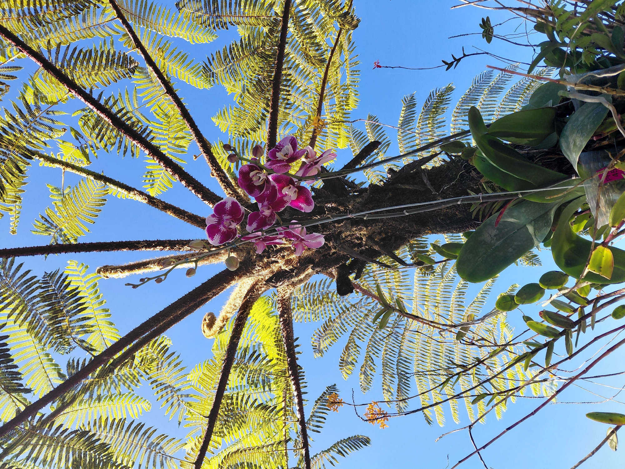 This is an upward-facing, low-angle shot of a tree fern with epiphytic orchids growing on its trunk. The tree fern has a thick, textured trunk and large fronds that extend upwards towards a clear blue sky. The fronds are a vibrant green, illuminated by sunlight filtering through them. Purple and white orchids are blooming on the trunk, their delicate petals contrasting with the rough texture of the bark. Other smaller plants, including some with delicate yellow flowers, are also visible, attached to the tree fern or growing nearby. The overall scene suggests a lush, natural environment, likely a botanical garden or a humid, tropical area within Baturiti, Indonesia, known for its diverse flora.