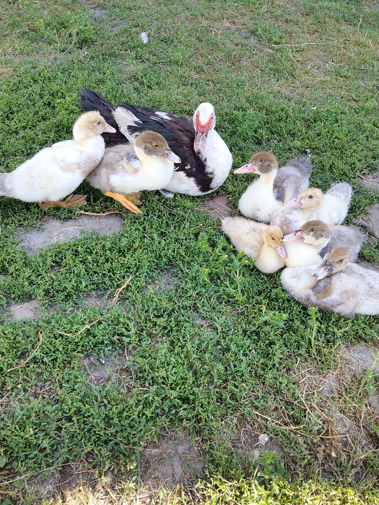 A group of ducks, including one adult and several ducklings, are gathered on a patch of green grass. The adult duck is predominantly black and white with red facial caruncles, indicating it is likely a Muscovy duck. The ducklings exhibit variations in coloration, ranging from pale yellow to brown and grey. They are clustered together, with some appearing to be resting or huddling. The background consists of more green grass and some scattered dry leaves or twigs, suggesting an outdoor, possibly rural or garden setting. The lighting suggests it is daytime. The image does not contain any information that would allow for specific location identification within Ustyvytsia, Ukraine.