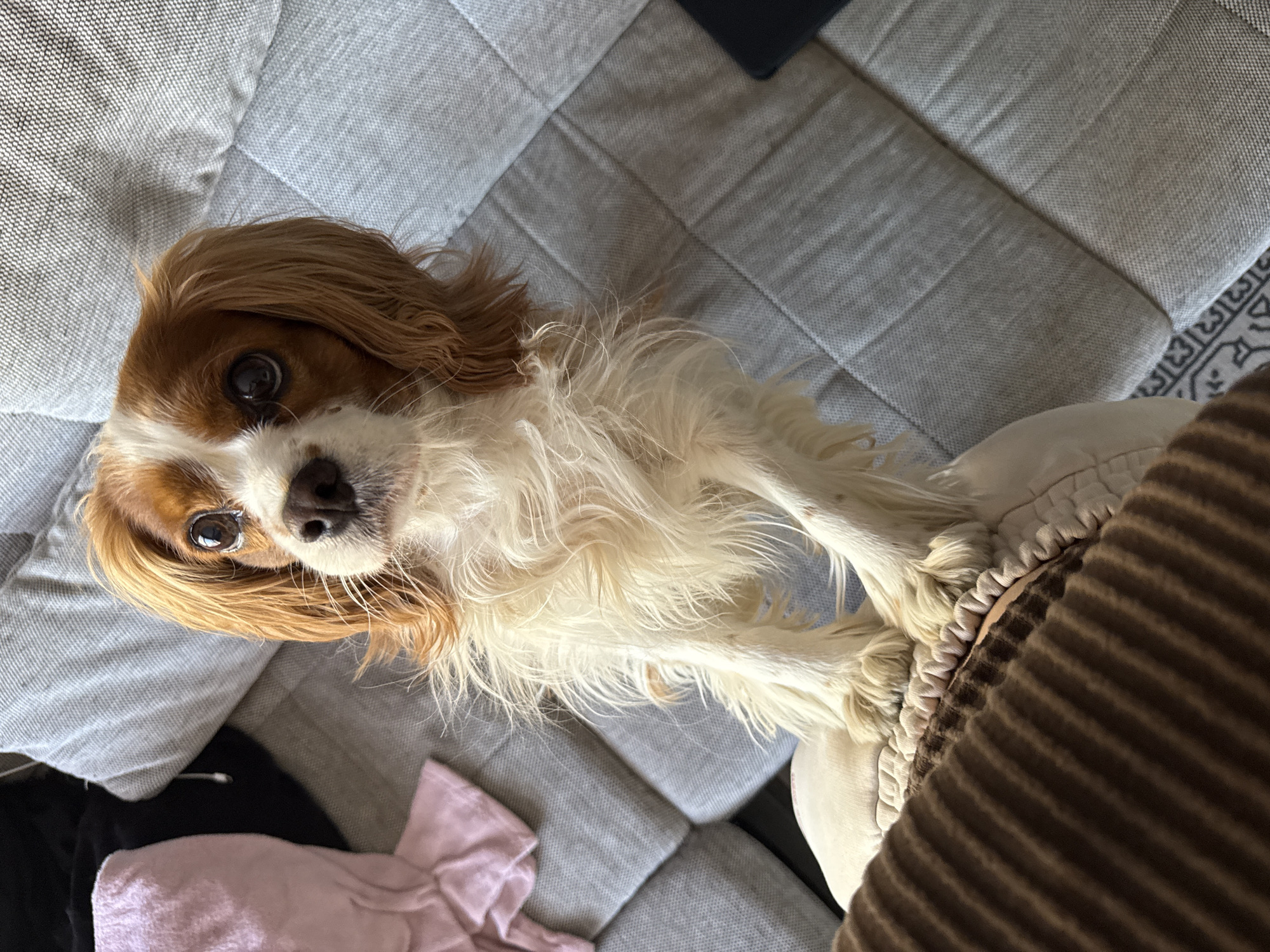 The image is a top-down shot of a Cavalier King Charles Spaniel dog. The dog has brown and white fur, and its head is tilted upwards to look at the camera. The dog's paws rest on an off-white cushion, partially covered by brown corduroy fabric. In the background, there is a grey quilted sofa with a black and pink garment. The location of the image is unknown, and there is no evidence to suggest the image was taken in Sofia, Bulgaria.