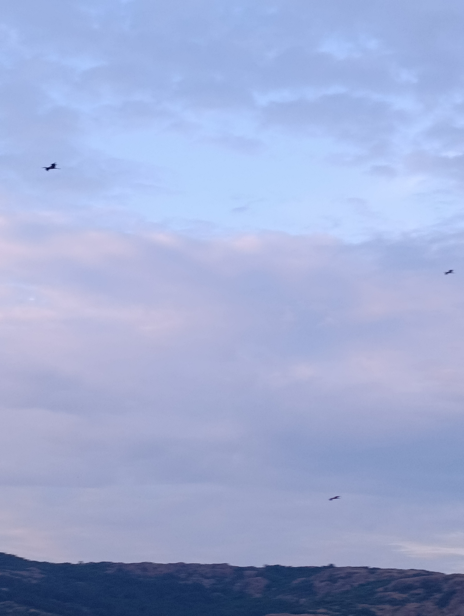 In the city of Shiroko Pole, Bulgaria, a vertical, low-angle shot captures a serene sky with three silhouetted birds in flight. The sky transitions from a soft, light blue at the top to a pale lavender and pink hue closer to the horizon, indicating either dawn or dusk. Wispy clouds drift across the sky, some tinged with pink. In the foreground, the dark, undulating silhouette of a mountain range stretches across the bottom of the frame, its texture softened by the low light. The birds, dark silhouettes against the sky, are positioned at varying distances and heights. The leftmost bird is closer to the top left corner, with wings outstretched. A second bird is visible in the upper right quadrant, also in flight. The third bird is located in the lower right quadrant, appearing smaller and further away. The scene is tranquil, with no human presence visible.