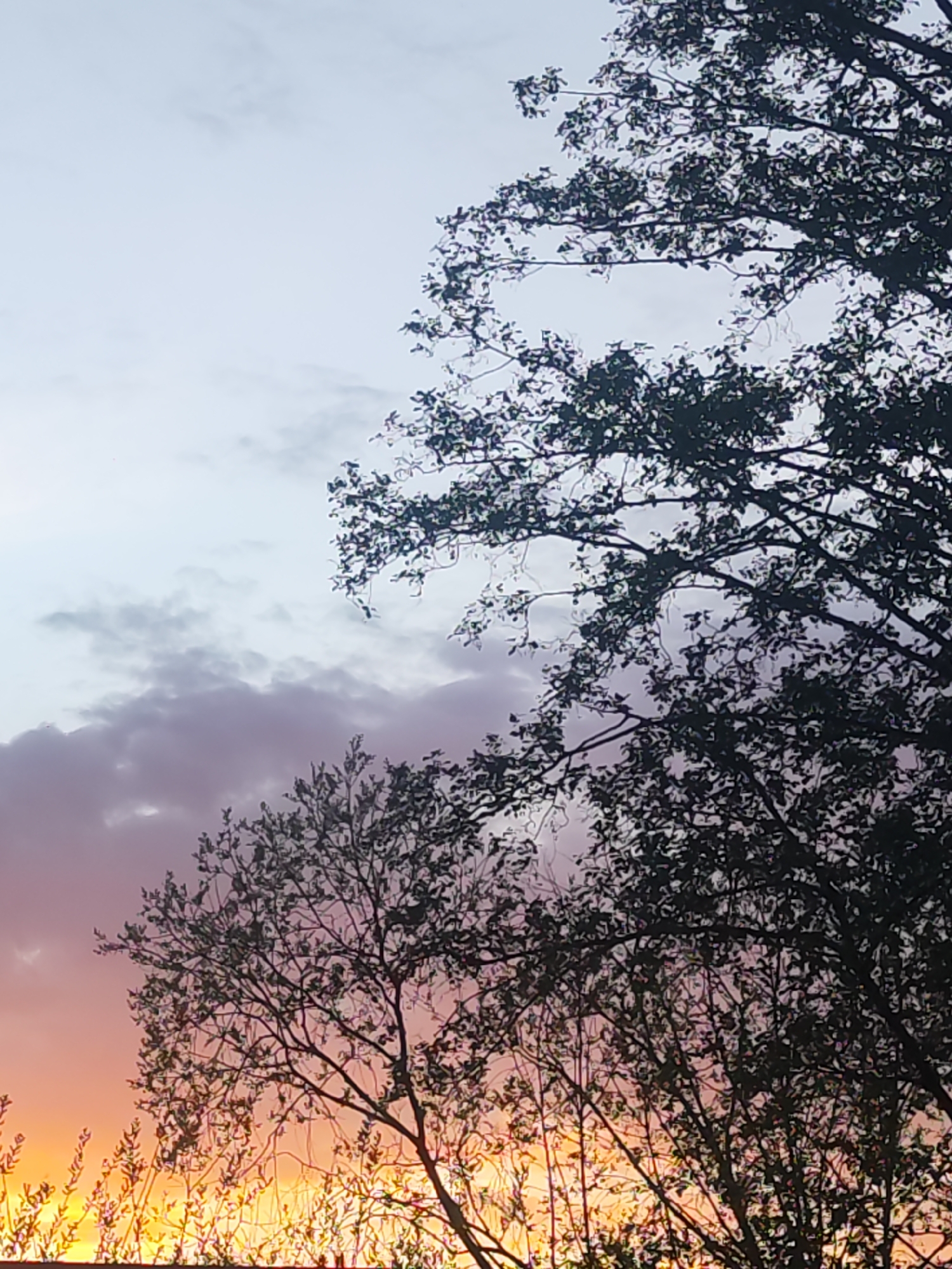 The image captures a sunset scene. The sky transitions from a pale blue at the top to hues of purple, pink, and orange towards the bottom. Dark silhouetted tree branches and foliage dominate the right side and lower portions of the image, partially obscuring the sunset. The composition is vertically oriented. The location cannot be verified based solely on visual information.