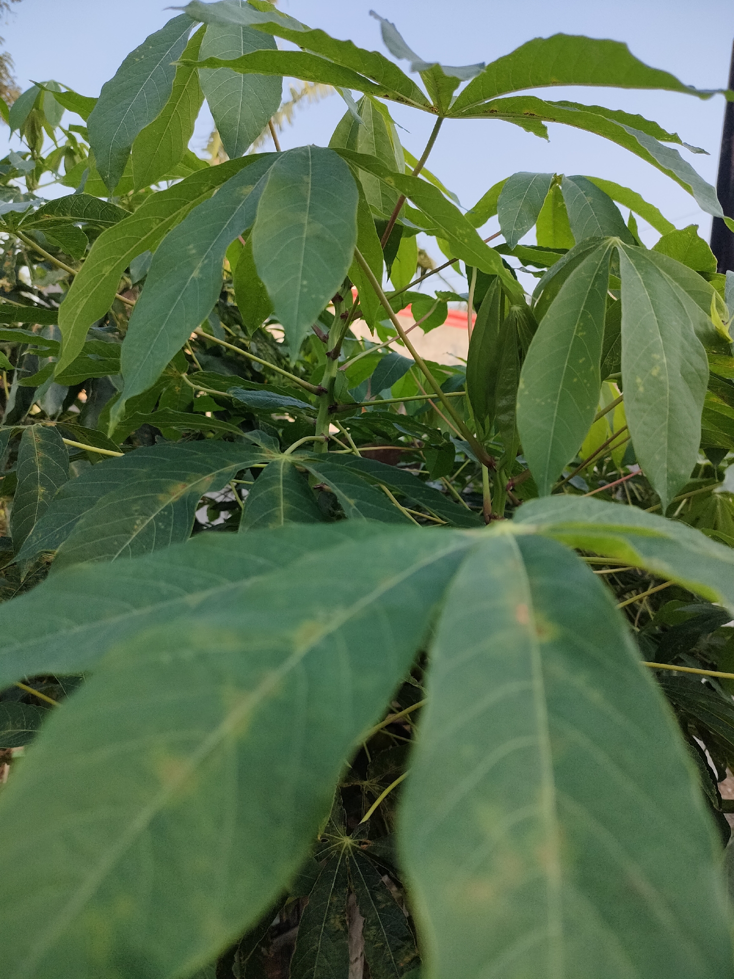 In this close-up, low-angle shot, lush green cassava leaves dominate the frame. The leaves, with their distinct palmate shape and prominent veins, are rendered in sharp detail in the foreground, blurring into a softer focus as they recede into the background. The stems are a reddish-brown hue, and some of the leaves show subtle yellowing or spotting, suggesting potential signs of nutrient deficiency or pest presence. The background offers a glimpse of a bright, clear sky, hinting at an outdoor setting. The overall impression is one of a healthy, growing plant, possibly in an urban garden or agricultural area. The reference to "Caracas, Indonesia" in the prompt appears to be a geographical misstatement, as Caracas is the capital of Venezuela, not Indonesia.