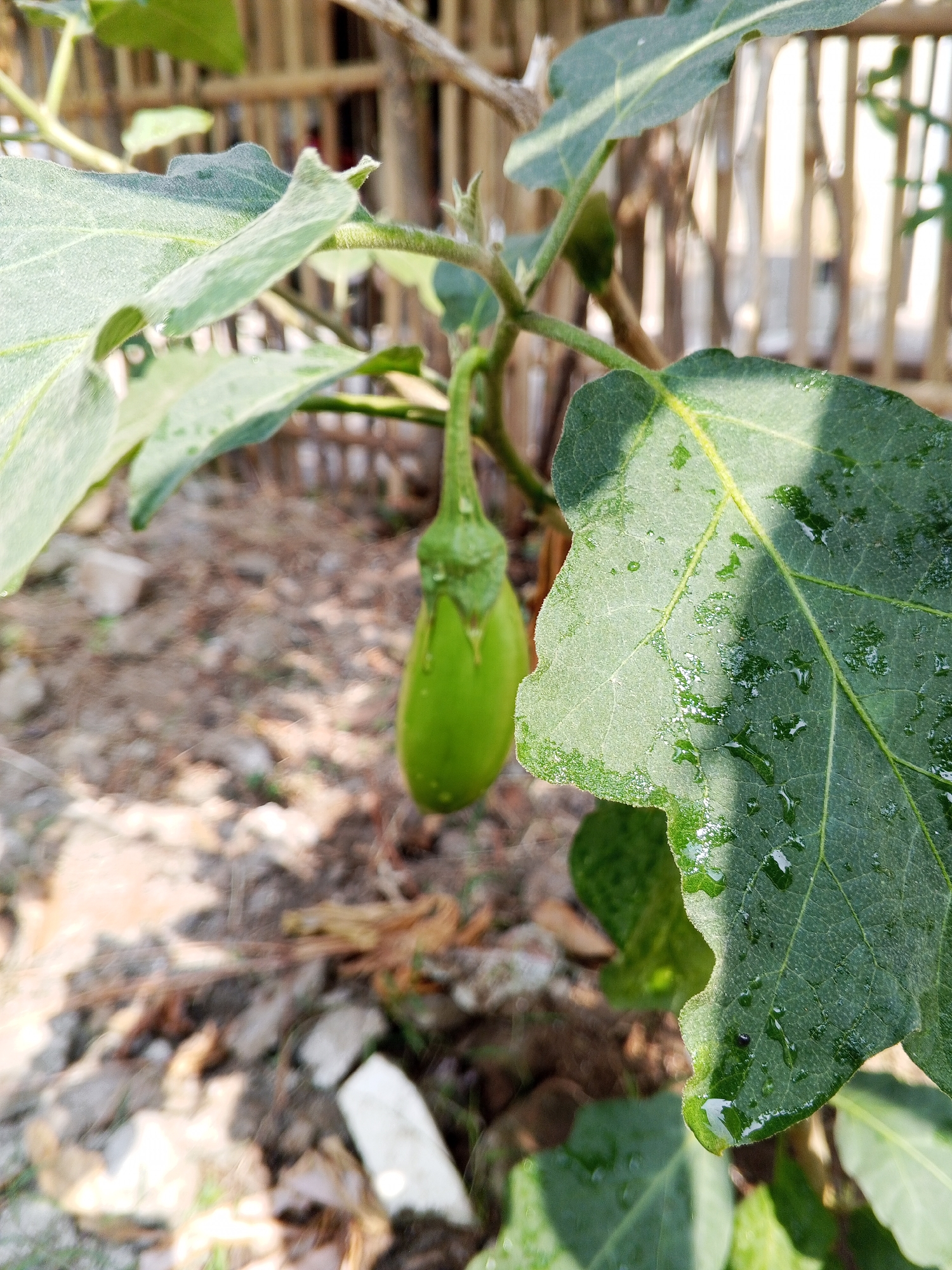 A single, unripe green eggplant hangs from a stem, partially obscured by large, textured green leaves. The eggplant is elongated and tapers to a point. Water droplets are visible on the surface of the leaves, suggesting recent rain or watering. The background is blurred, showing dry soil, scattered rocks, and a bamboo fence structure. The scene appears to be outdoors, in a garden or a rural setting, possibly in Ciruas, Indonesia, given the presence of vegetation and the common fencing material. No people or animals are present.
