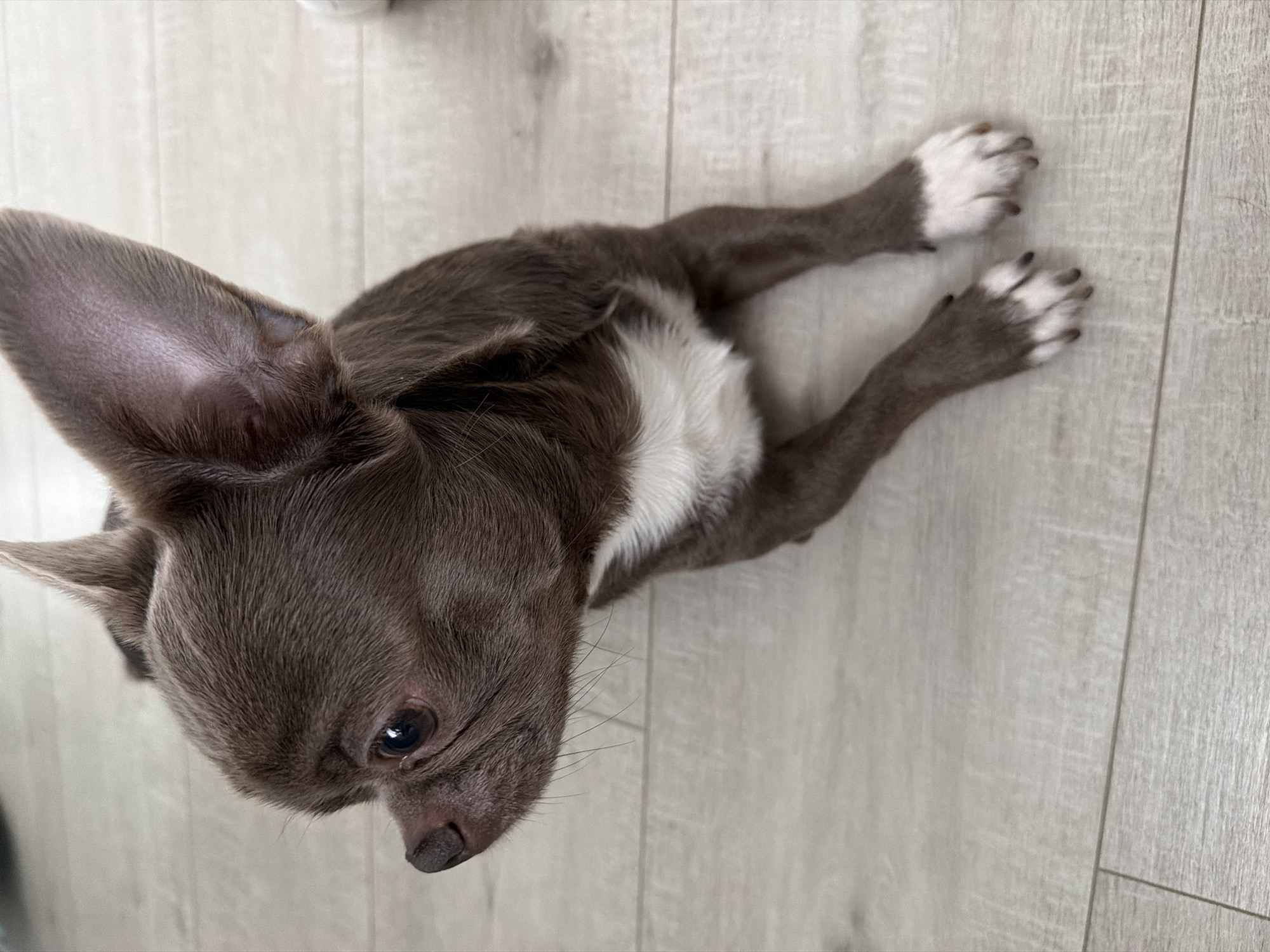 A high-angle shot shows a small, brown-and-white chihuahua lying on a light-colored, wood-grain patterned floor. The dog is mostly brown with a white patch on its chest and white paws. Its large ears are prominent. The dog appears to be indoors. There is no information to suggest this image was taken in Votkinsk, Russia.