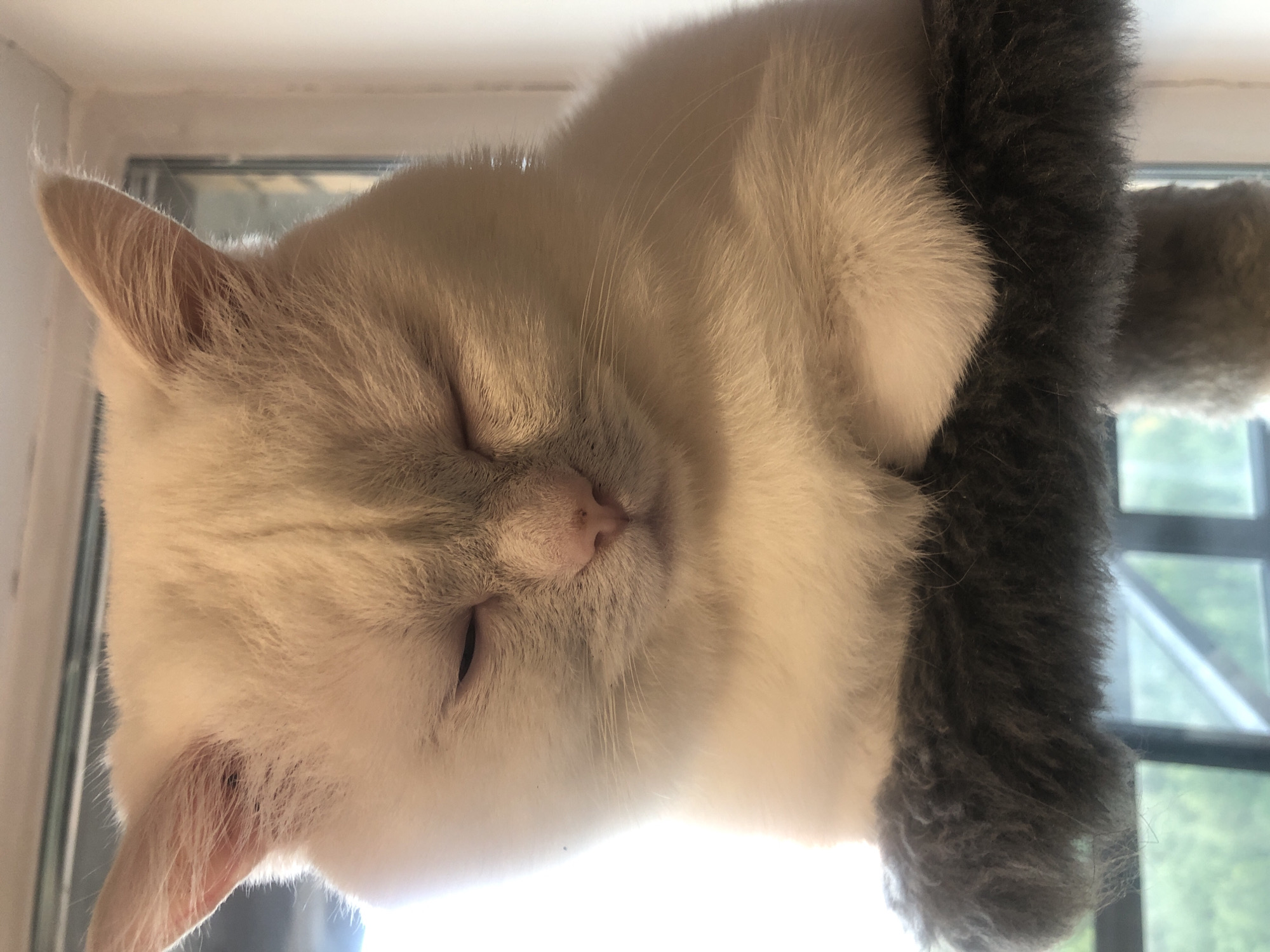 A close-up, rotated image shows a white cat sleeping on a gray, fuzzy perch. The cat's eyes are closed, and its head is tilted, with its face resting on the perch. Its fur appears soft and fluffy, with subtle hints of cream or light brown on its ears and face. The cat's nose is a soft pink. The perch itself is textured and appears to be made of a soft, plush material, providing a comfortable resting spot for the animal. In the background, out of focus, is a window with a hint of green foliage visible outside, suggesting an indoor setting with a view of nature. The lighting suggests it is daytime, possibly late morning or afternoon, with soft light illuminating the cat's fur. The overall mood is one of peace and relaxation, capturing a quiet moment of the cat enjoying its nap. There is no visible text in the image.
