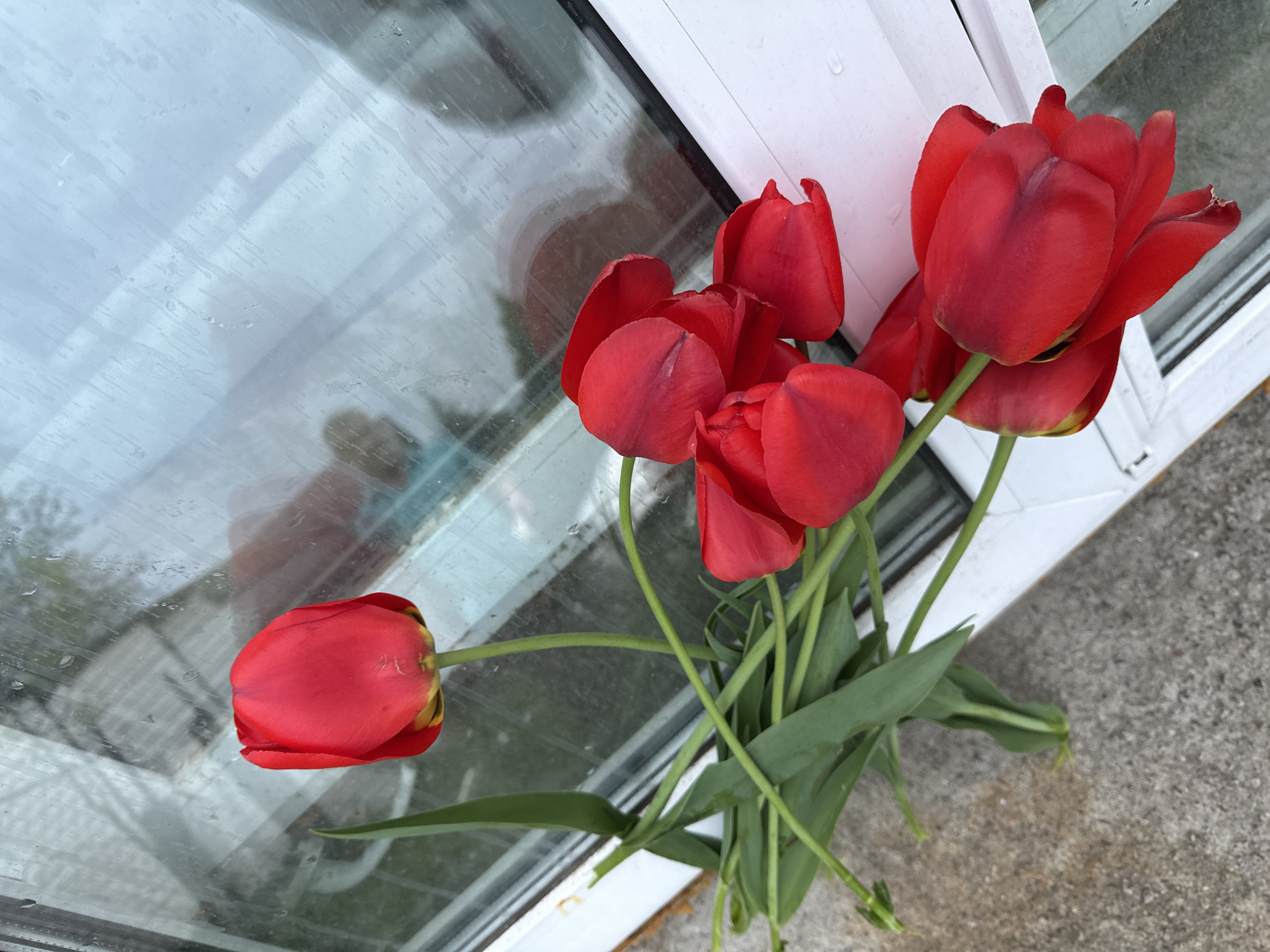 A bouquet of red tulips lies near a window with a blurred reflection. The scene is outdoors, likely on a concrete surface, near the base of the window. The location is unknown and cannot be determined from the image.
